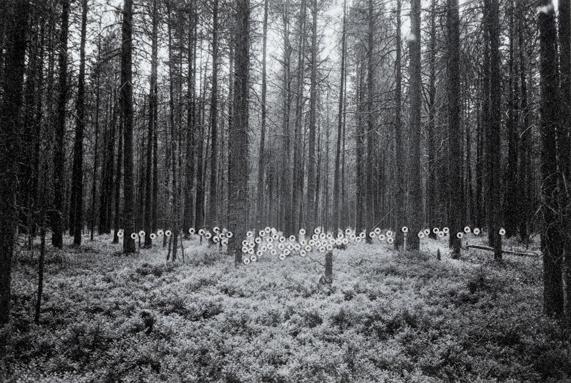 Устина Яковлева (Фотография - 
                  15 x 10 см) Северный лес (Чакола)