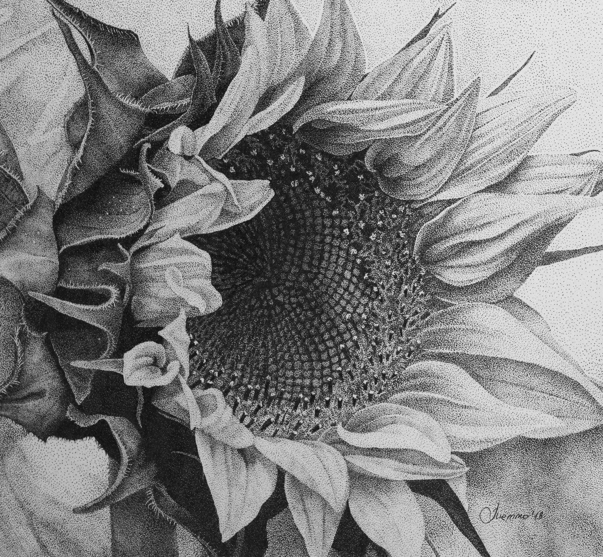 Катя Тетто (Авторская графика - 
                  50 x 40 см) Подсолнух