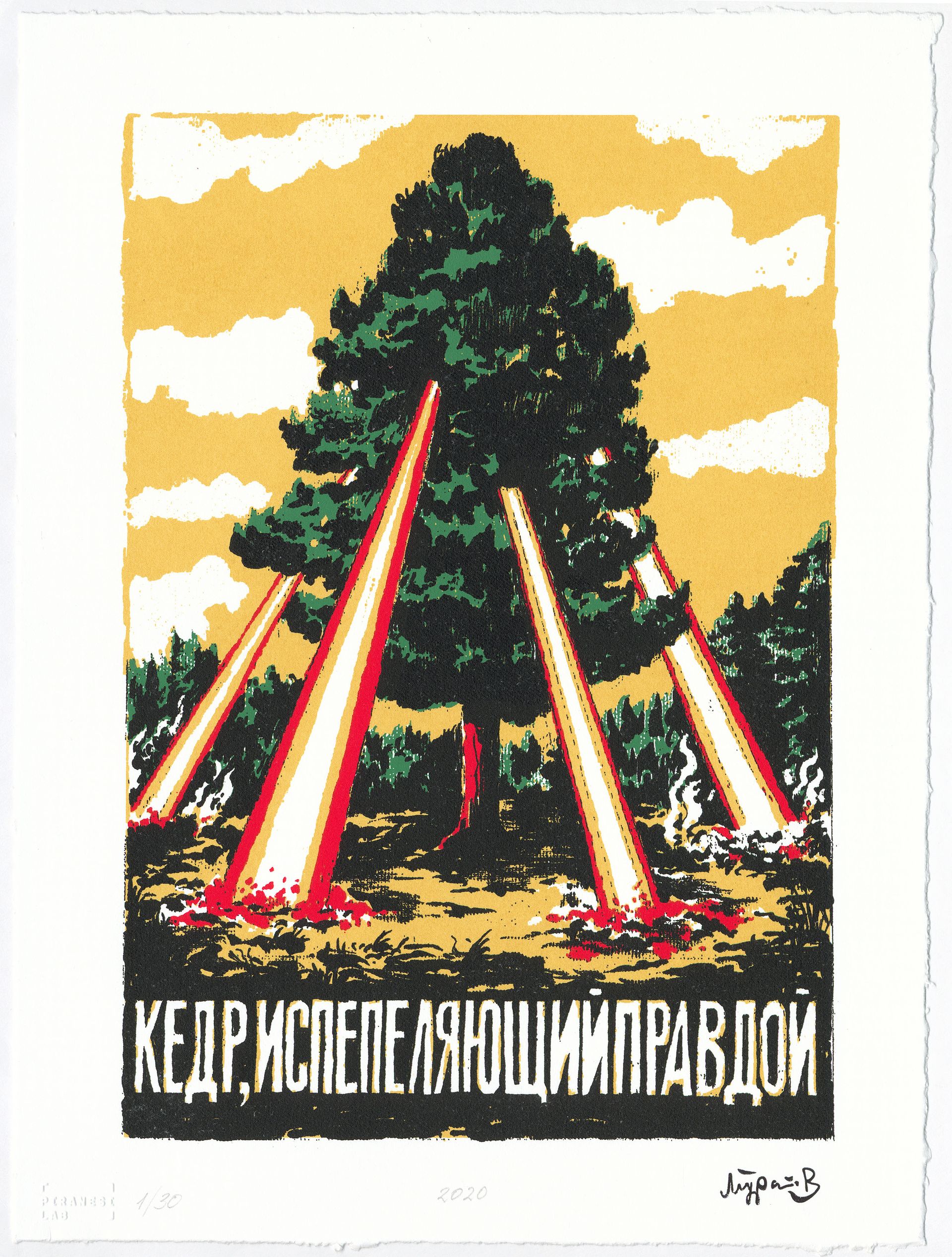 Дамир Муратов (Графика печатная - 
                  30 x 40 см) Кедр, испепеляющий правдой