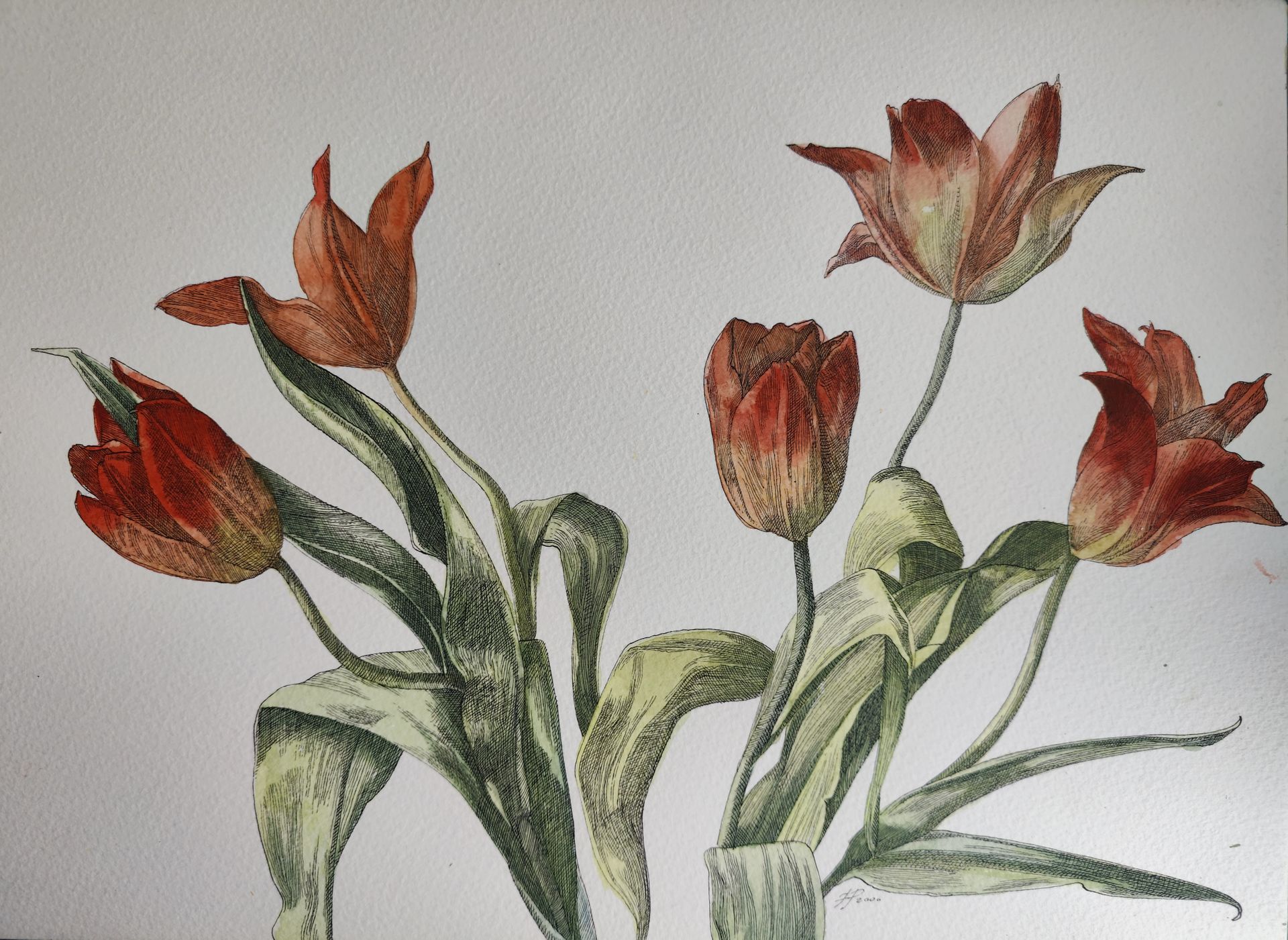 Наталия Рокотова (Авторская графика - 
                  40 x 30 см) Тюльпаны