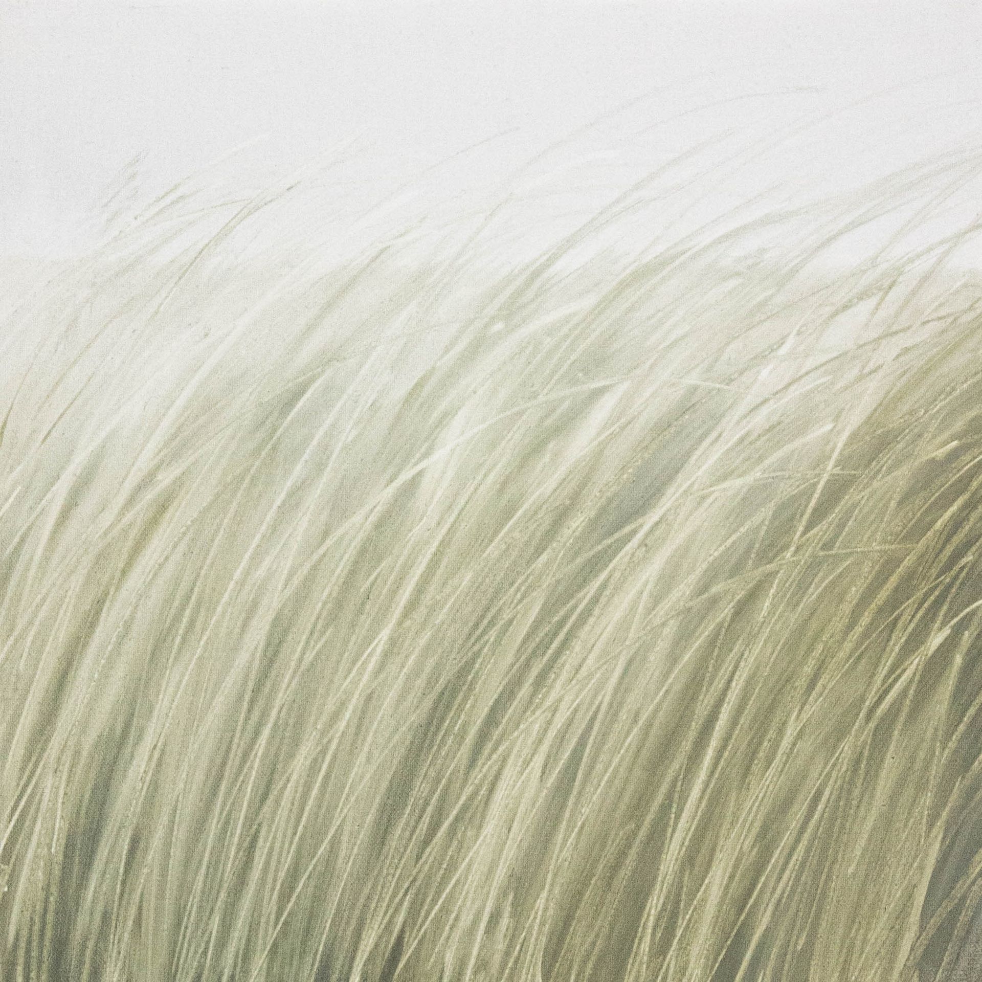 Татьяна Прокшина (Картина, живопись - 
                  40 x 40 см) Травы 251104