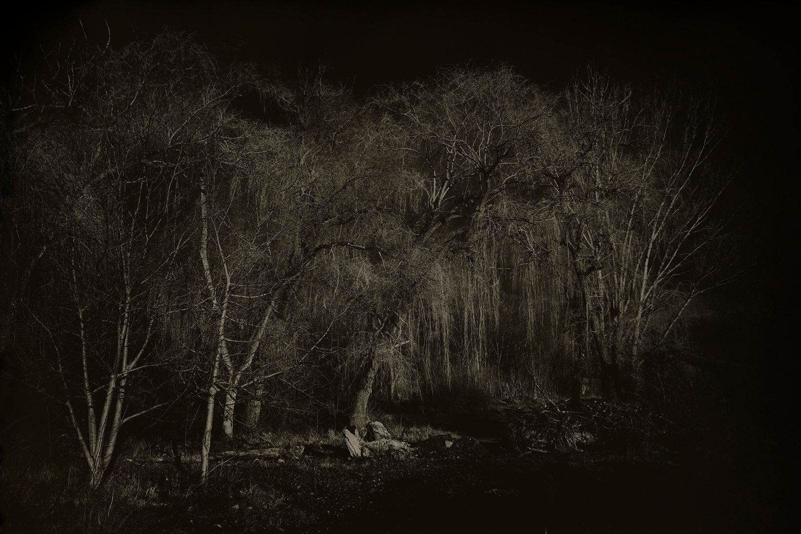 Зара Нехай (Фотография - 
                  80 x 60 см) Ивы
