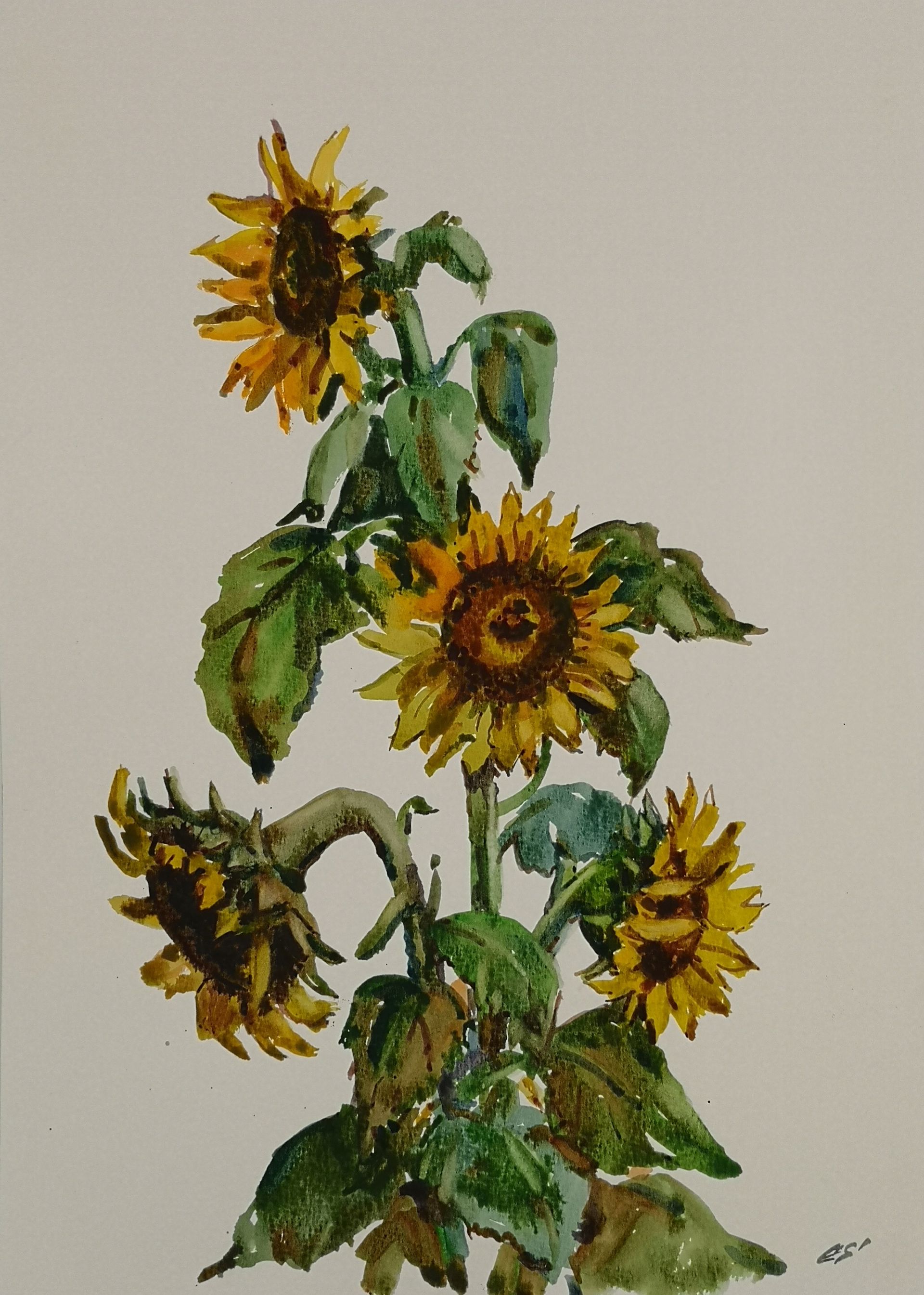 Елена Санина (Авторская графика - 
                  30 x 42 см) Последние подсолнухи