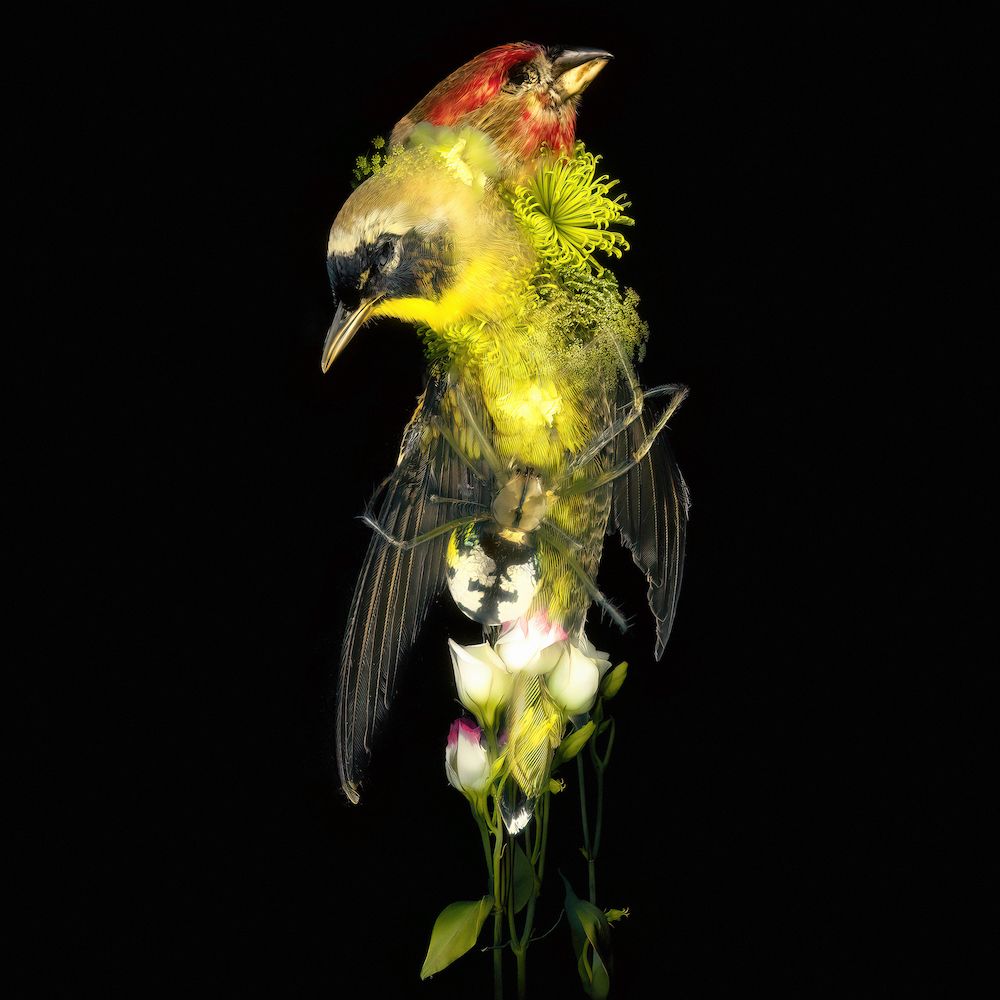 Даниил Макаров (Фотография - 
                  40 x 40 см) Flowers of war III