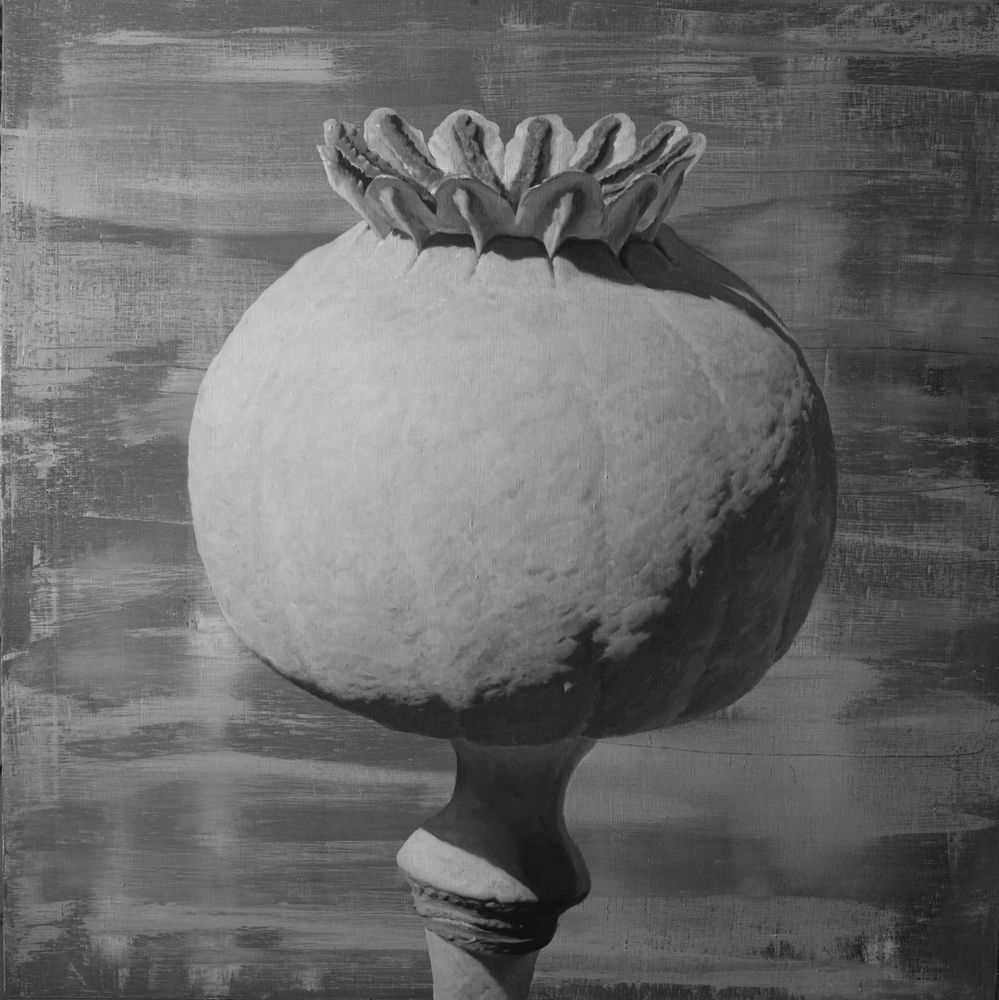 Алексей Чижов (Картина, живопись - 
                  114 x 114 см) Papaver somniferum