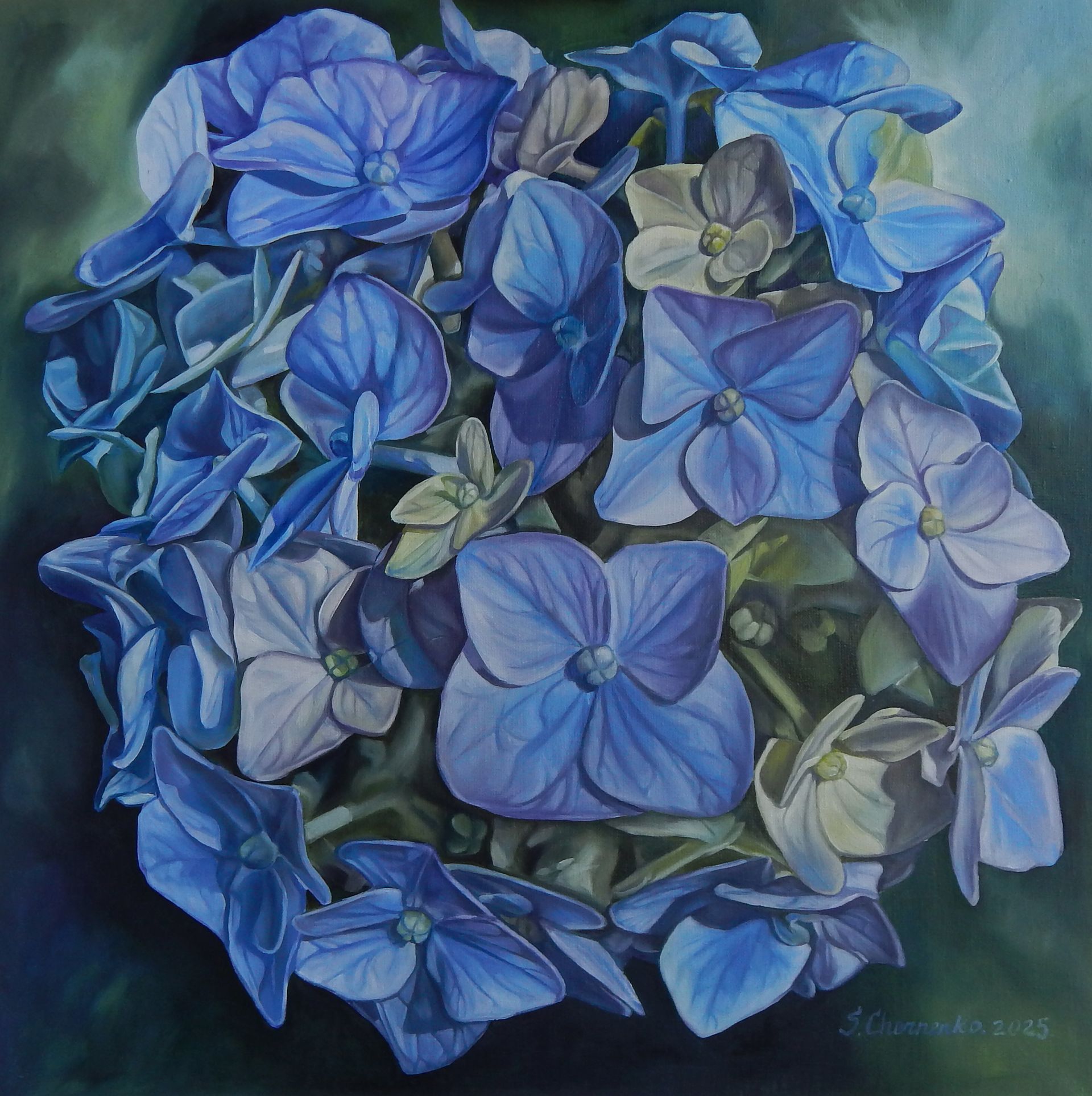 Светлана Черненко (Картина, живопись - 
                  60 x 60 см) Голубая гортензия