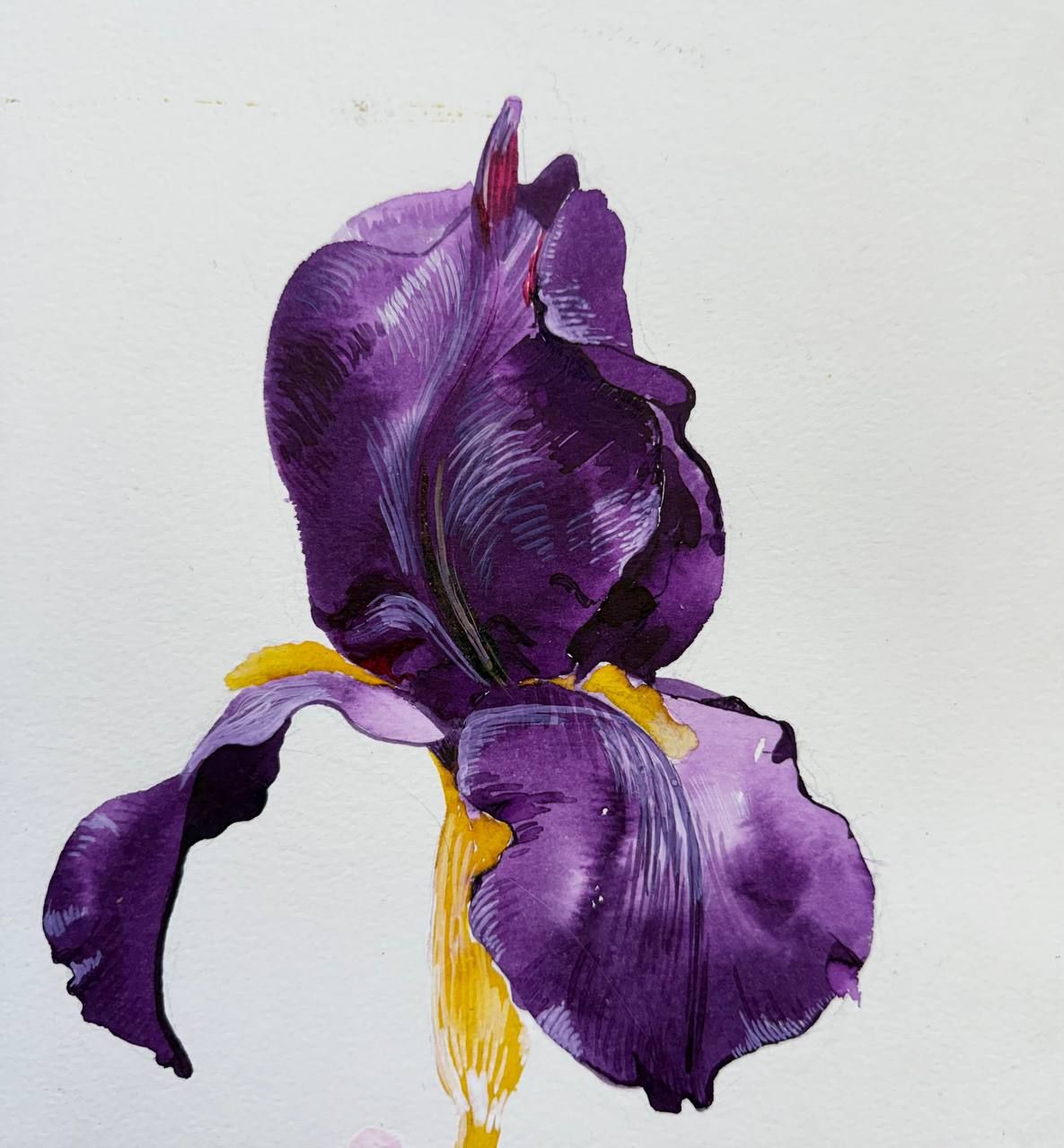 Алена Сокольникова (Авторская графика - 
                  24.5 x 24 см) Ирис