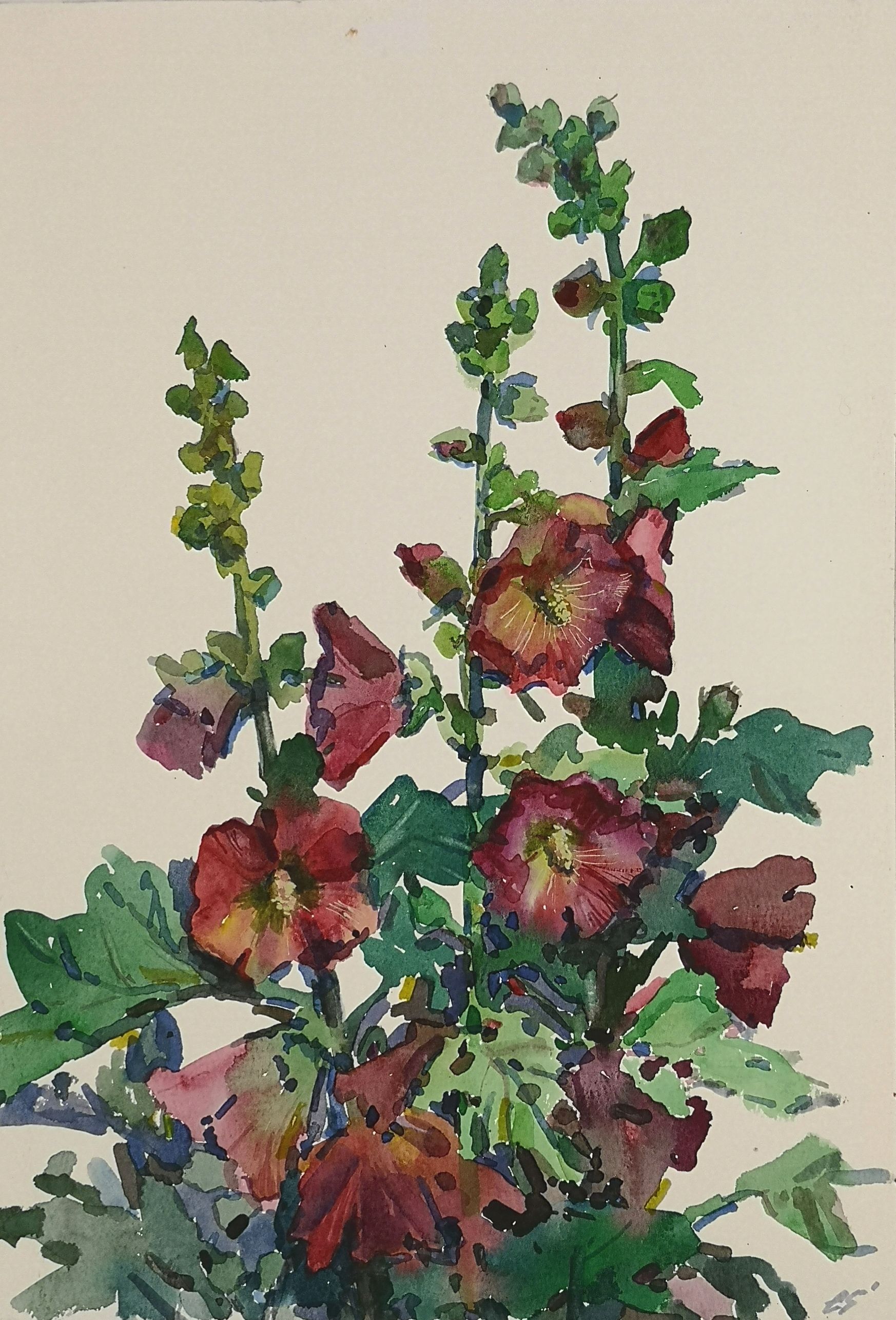 Елена Санина (Авторская графика - 
                  27 x 39 см) Мальвы