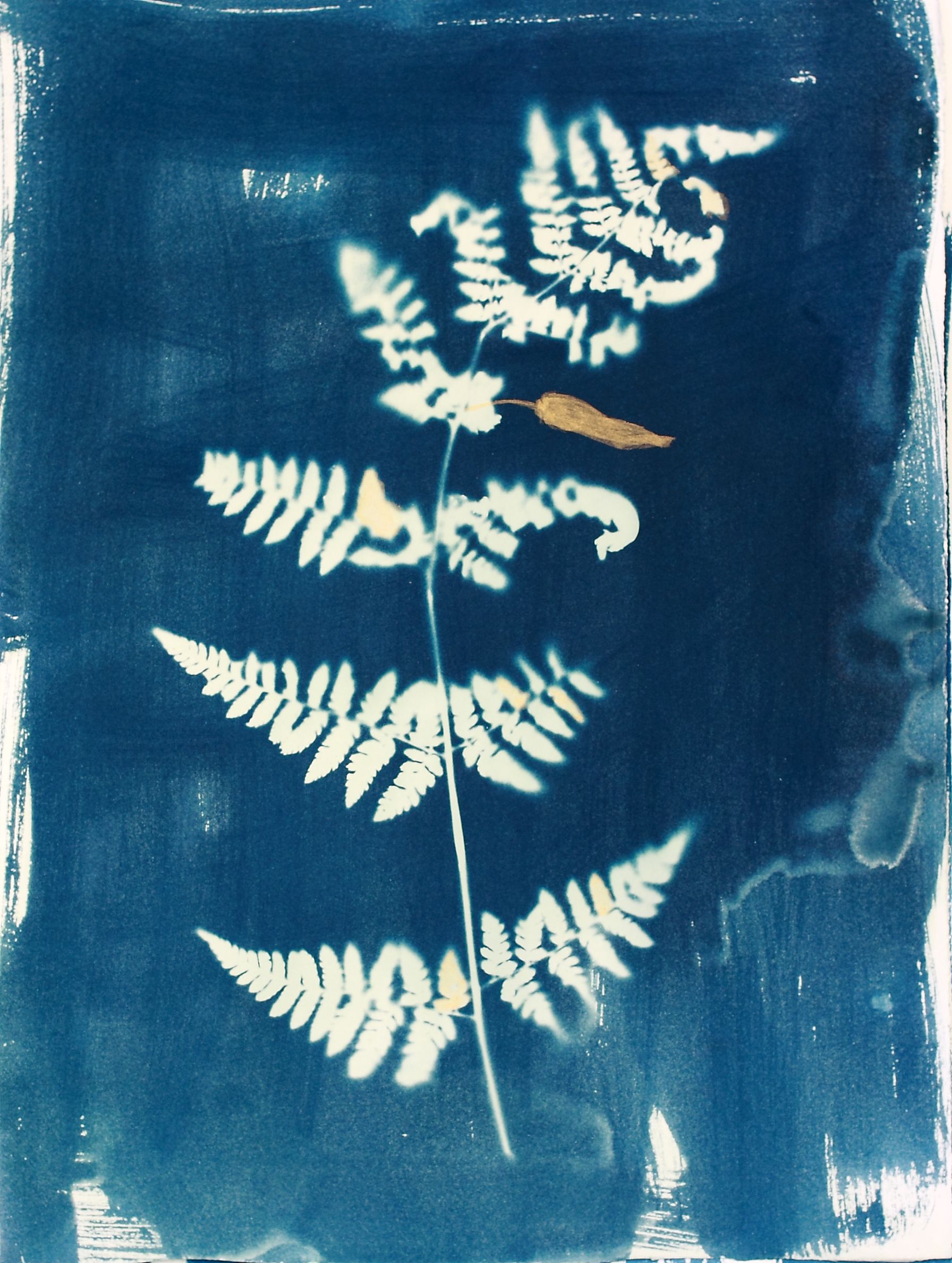 Дарья Парий (Авторская графика - 
                  28 x 38 см) Папоротник Aculus