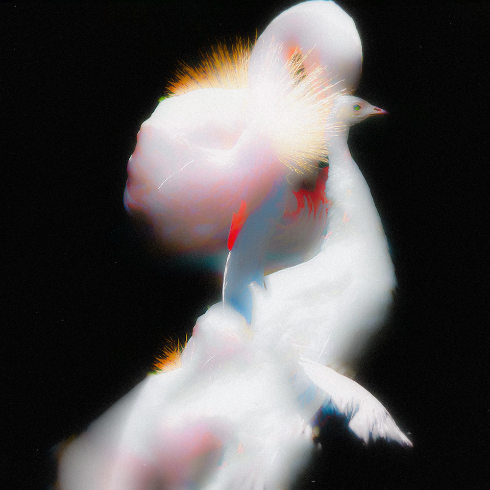 Даниил Макаров (Фотография - 
                  30 x 30 см) Paradise bird