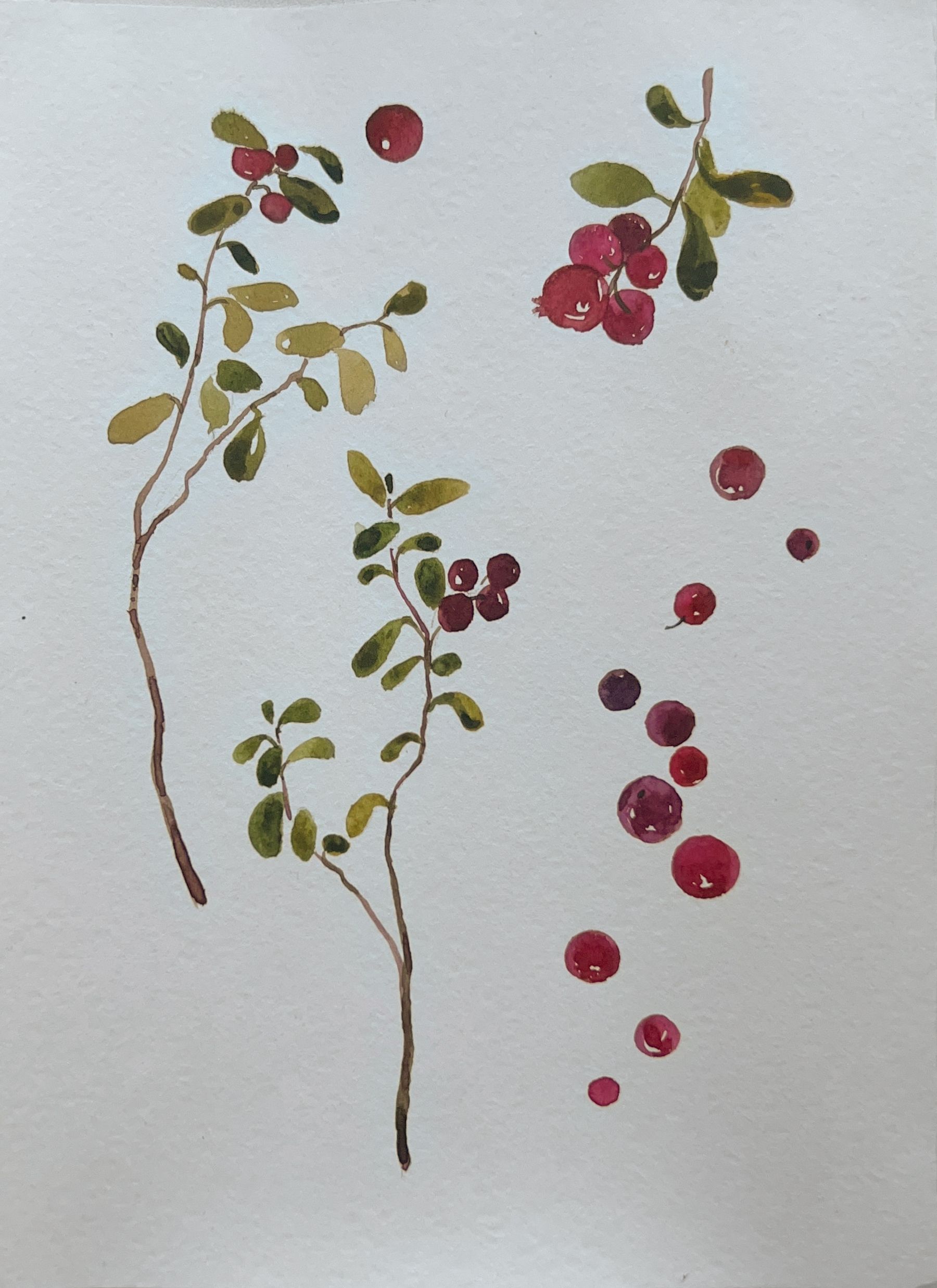Valentine Solonski (Авторская графика - 
                  15 x 21 см) Брусника 5