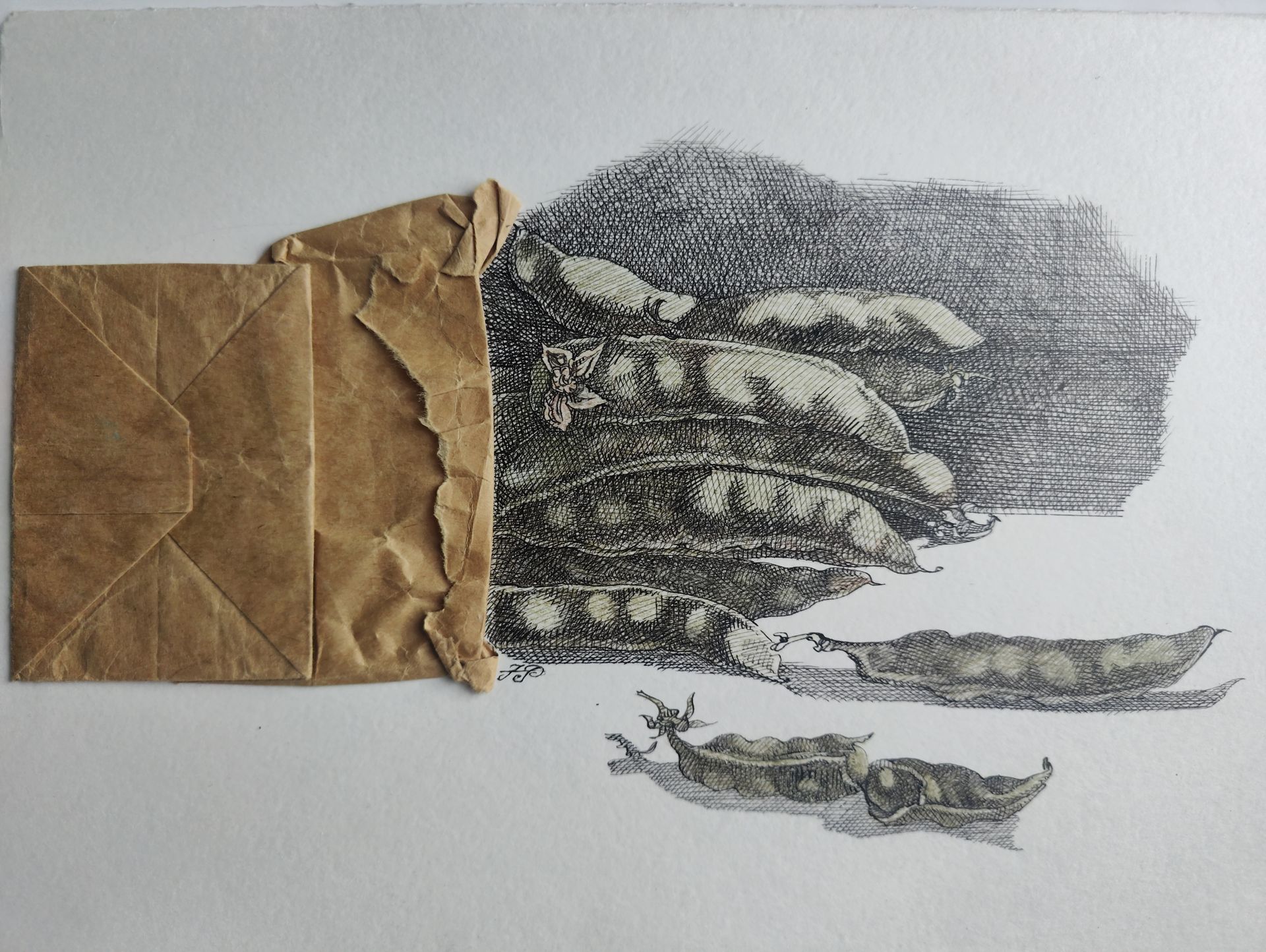 Наталия Рокотова (Авторская графика - 
                  29 x 20.5 см) Горох