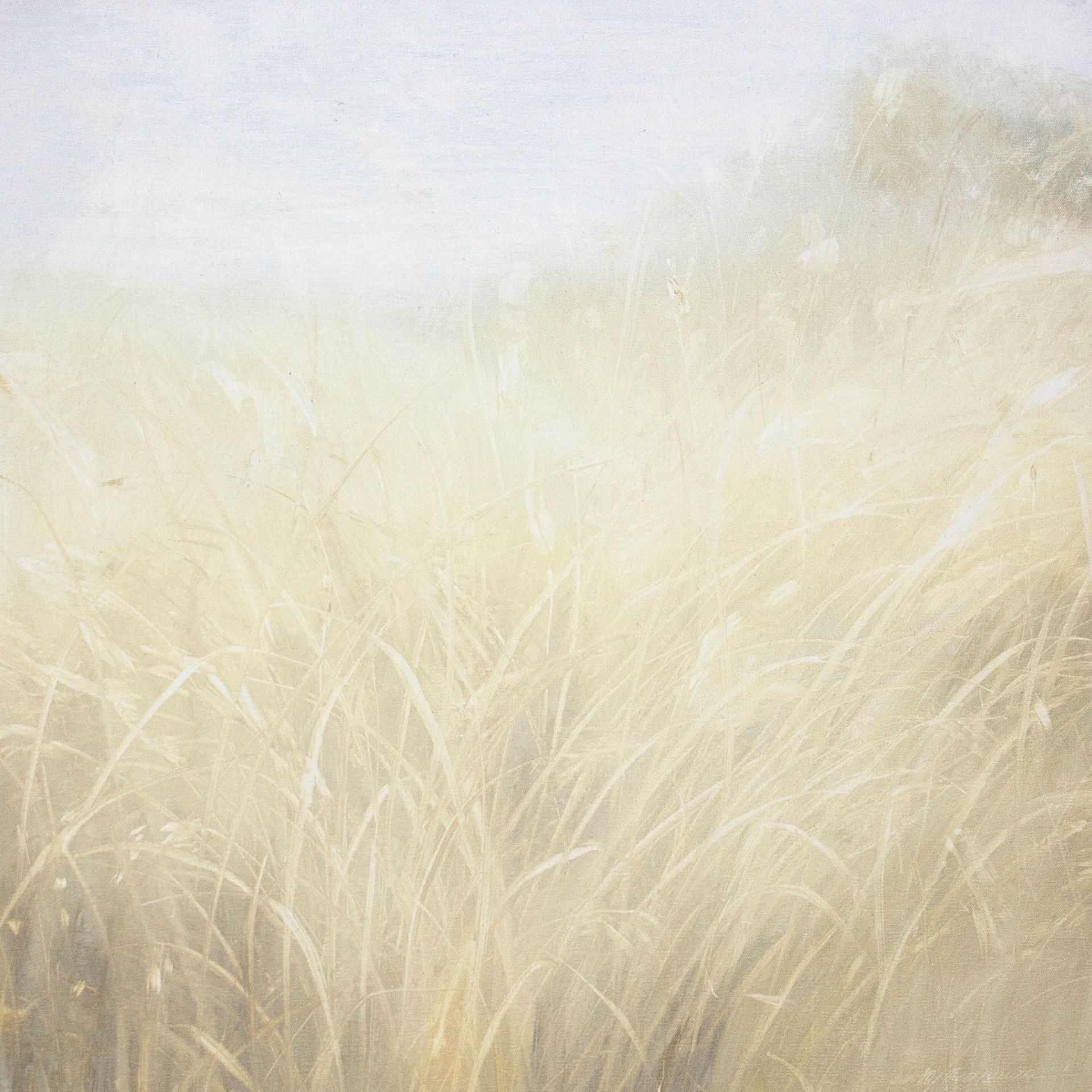 Татьяна Прокшина (Картина, живопись - 
                  80 x 80 см) Травы 260131. Петербуржский жёлтый