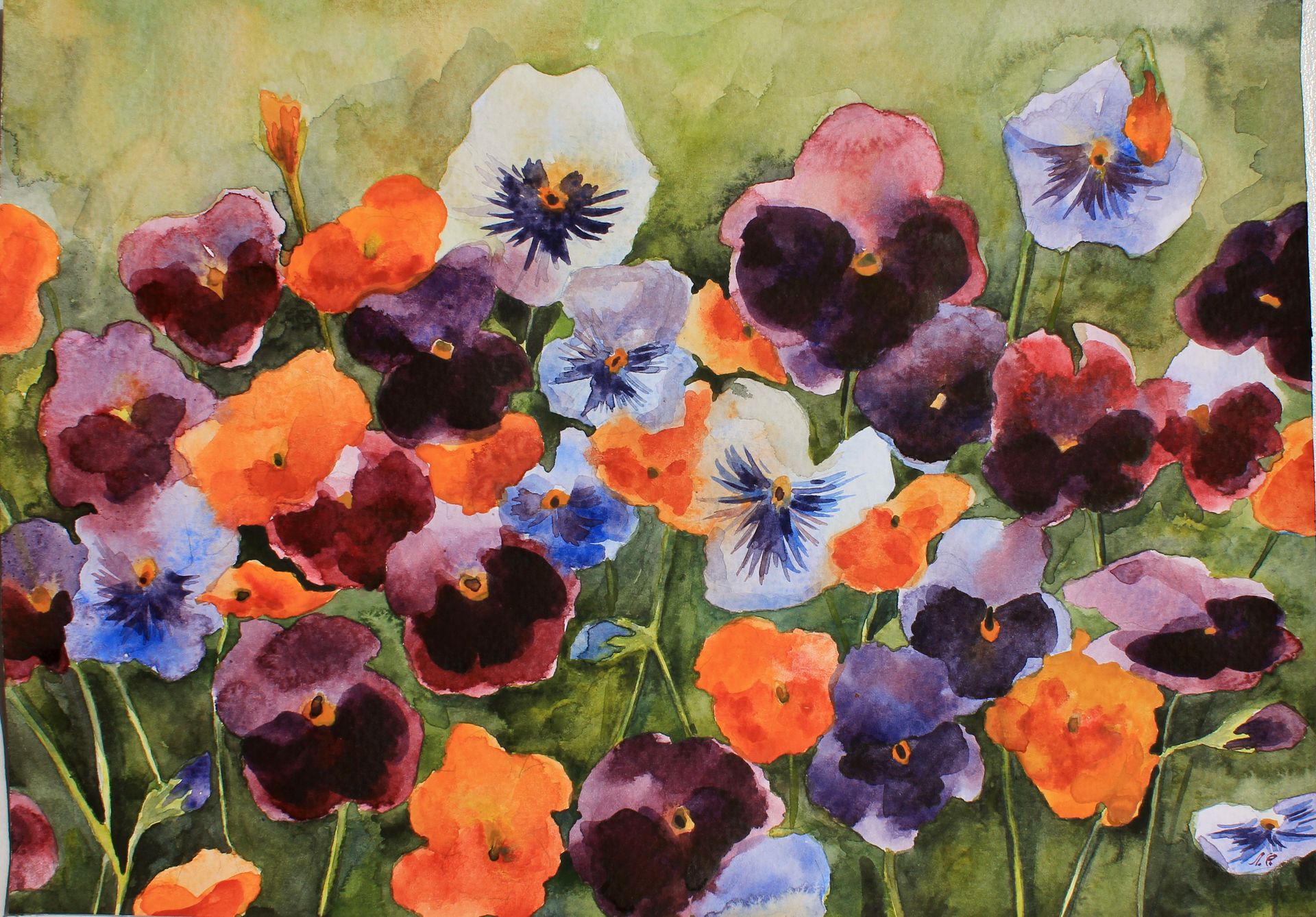 Любовь Фонарева (Авторская графика - 
                  32 x 22.9 см) Viola tricolor