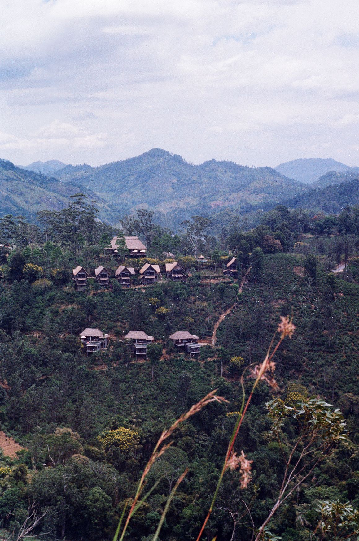 Lizabet Grace (Фотография - 
                  42 x 59 см) Sri Lanka Nuwara Eliya | Шри-Ланка Нувара-Элия