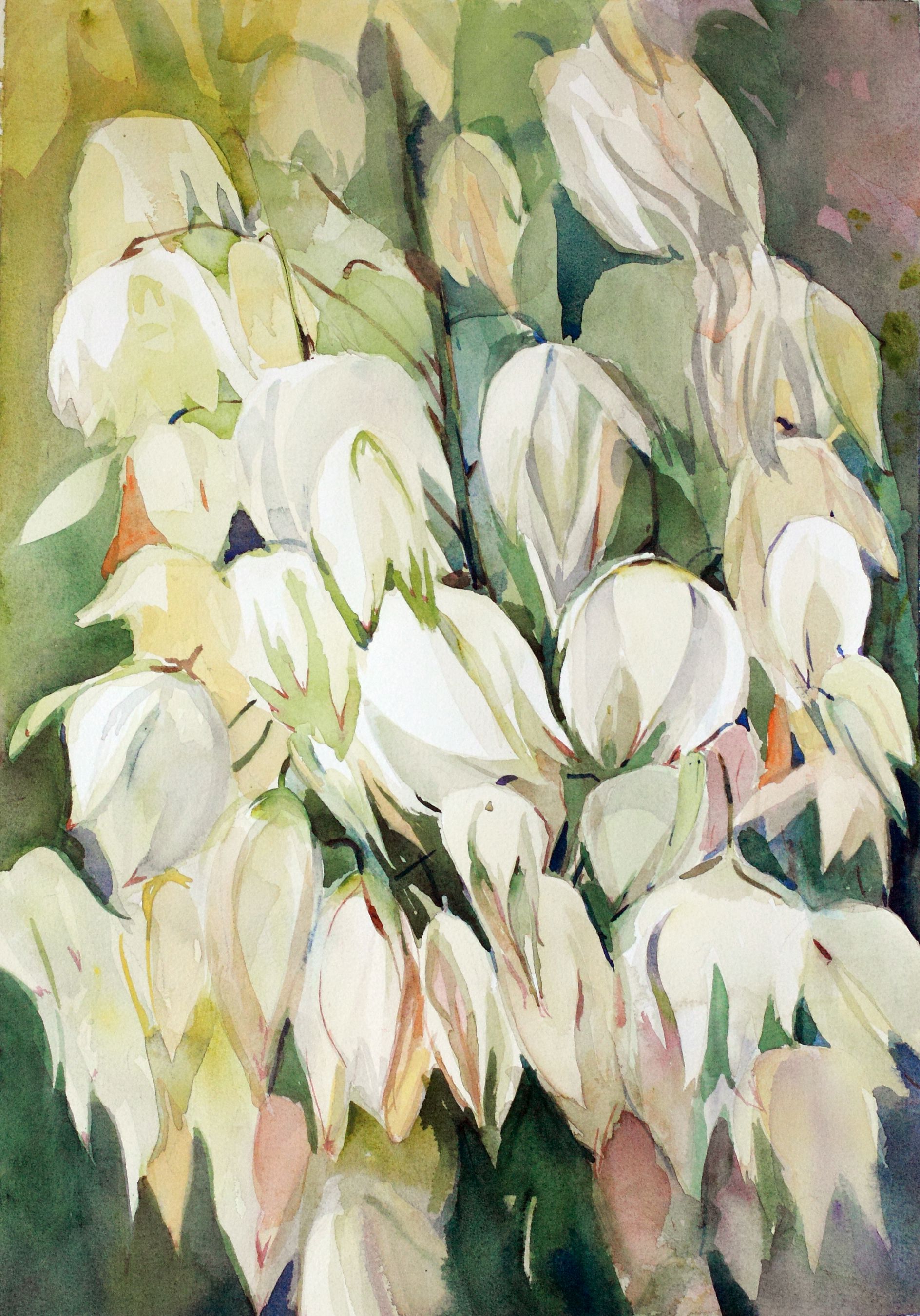 Дарья Парий (Авторская графика - 
                  29 x 42 см) Юкка нитчатая