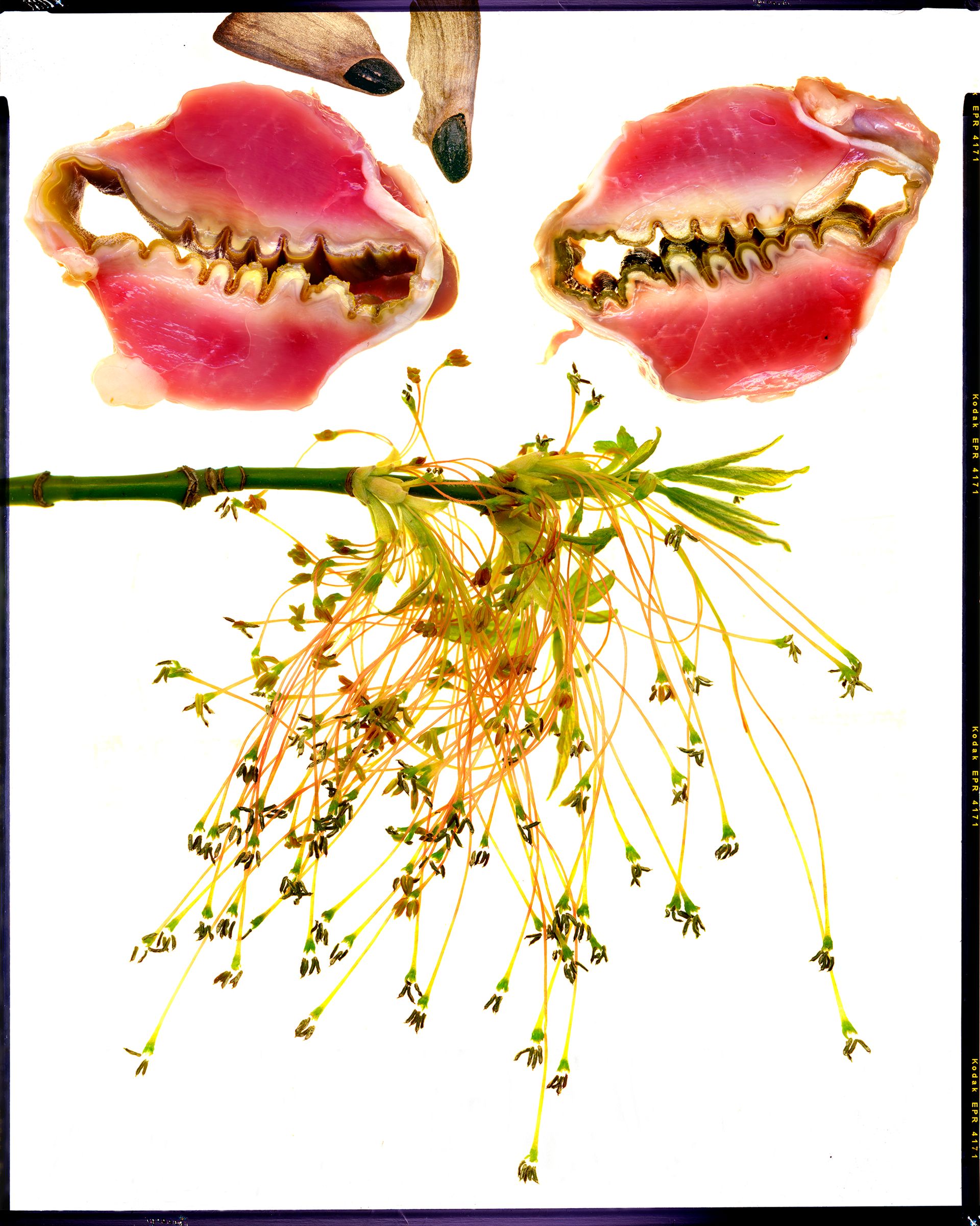 Пётр Корень (Фотография - 
                  126 x 157 см) Джироламо Савонарола/Girolamo Savonarola