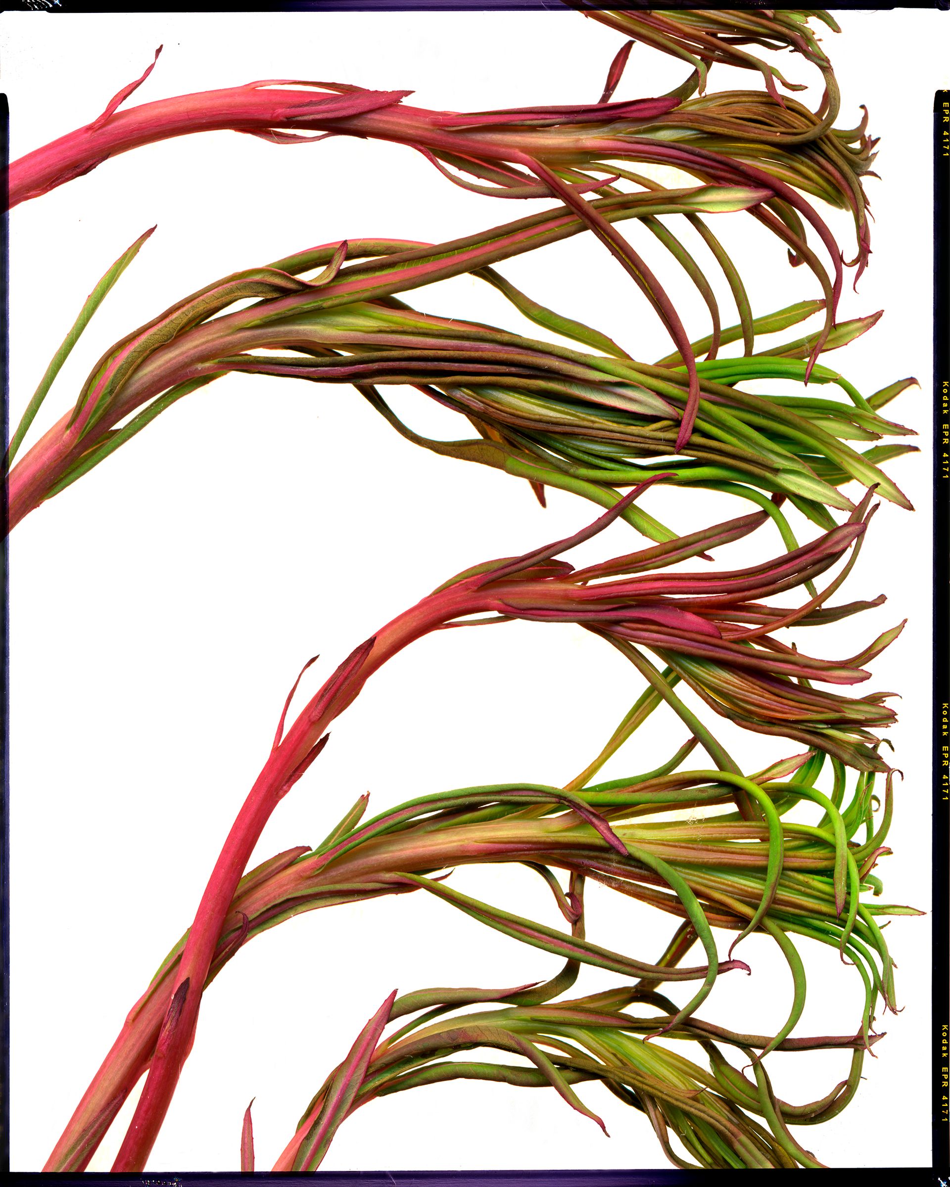 Пётр Корень (Фотография - 
                  126 x 157 см) Пурпур рождающий зеленый