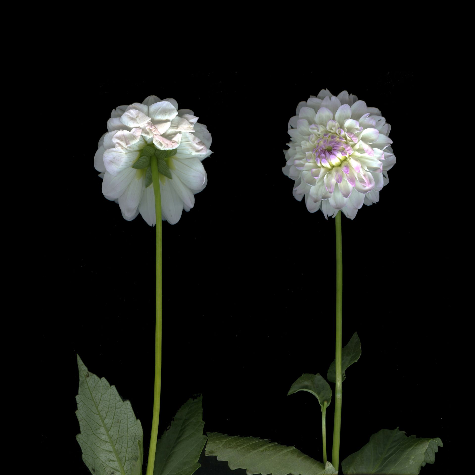 Катя Исаева (Фотография - 
                  30 x 30 см) Я с тобой разговариваю. Диалог 3