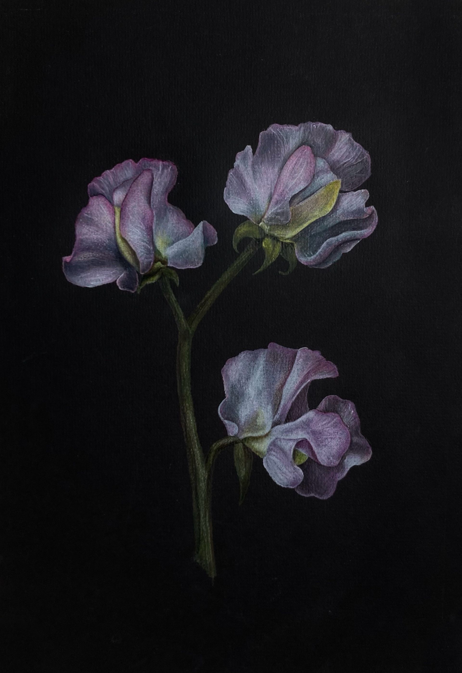 Лика Николаенко (Авторская графика - 
                  21 x 29.5 см) Душистый горошек