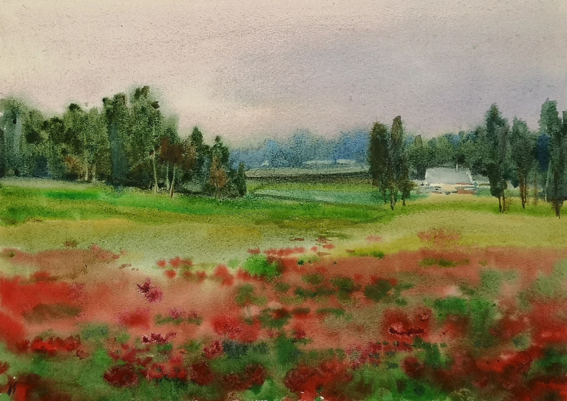 Елена Санина (Авторская графика - 
                  39 x 28 см) Маки цветут