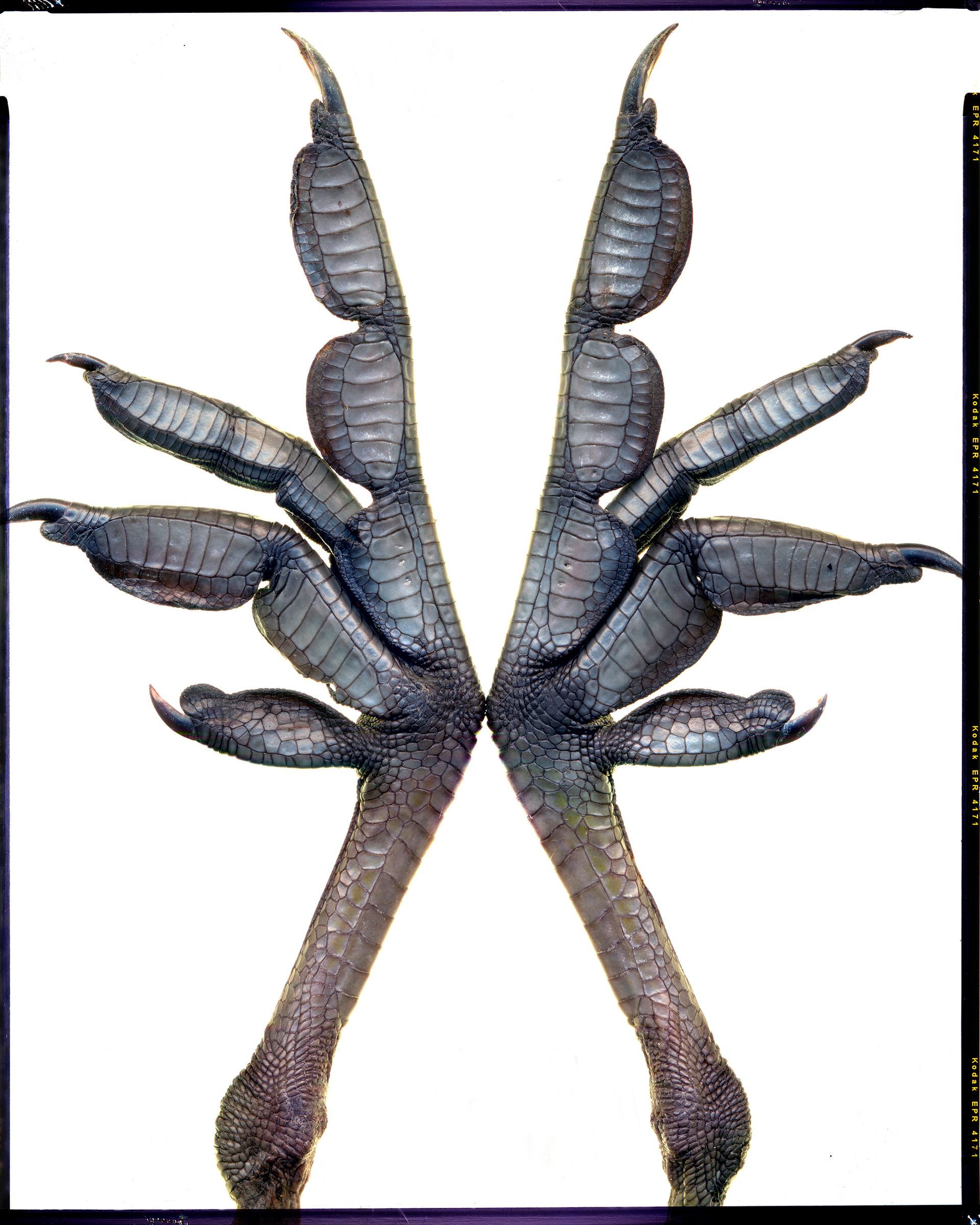 Пётр Корень (Фотография - 
                  126 x 157 см) Диалоги С Фрэнсисом Бэконом. Чаепитие с Х. Р. Гигером