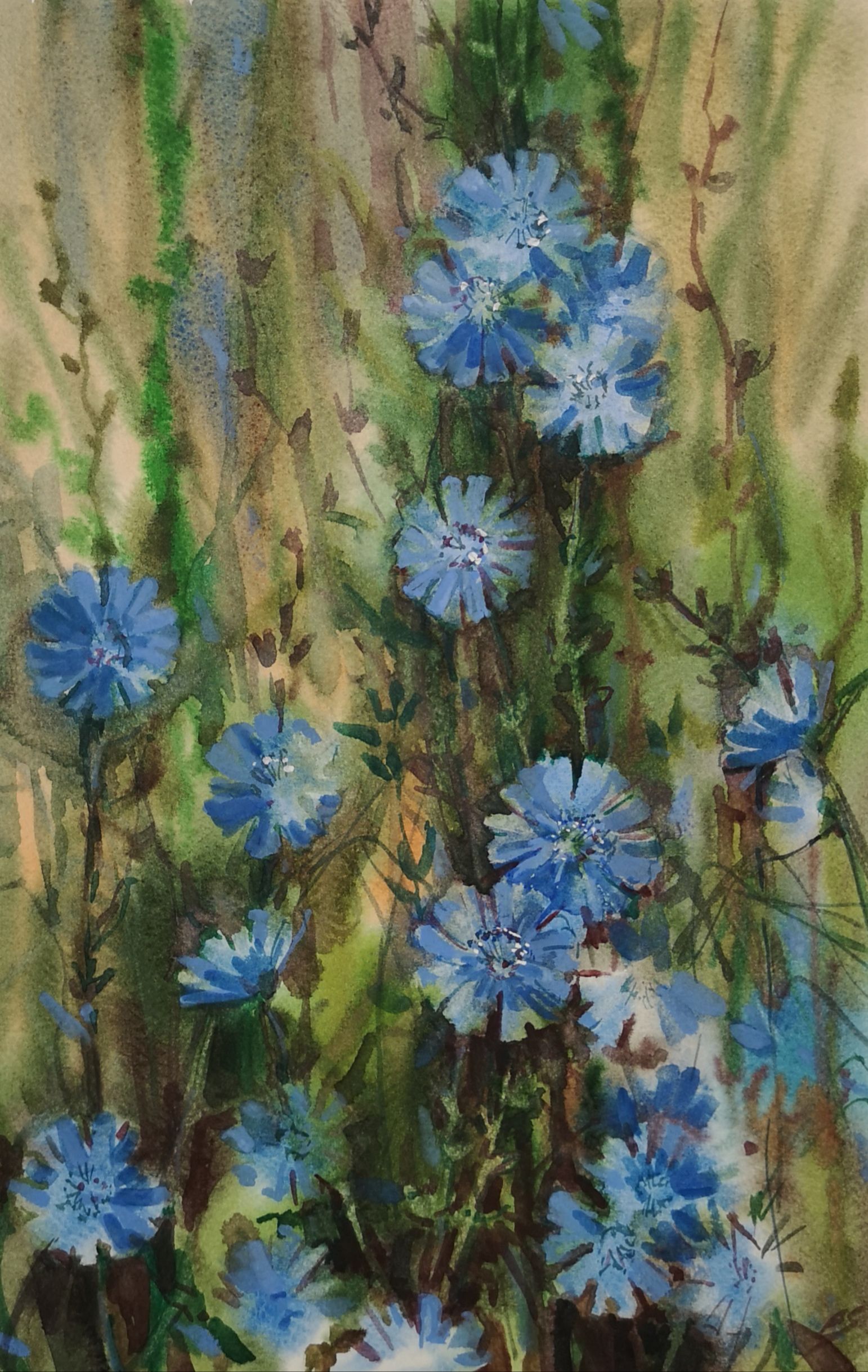 Елена Санина (Авторская графика - 
                  23 x 36 см) Цикорий