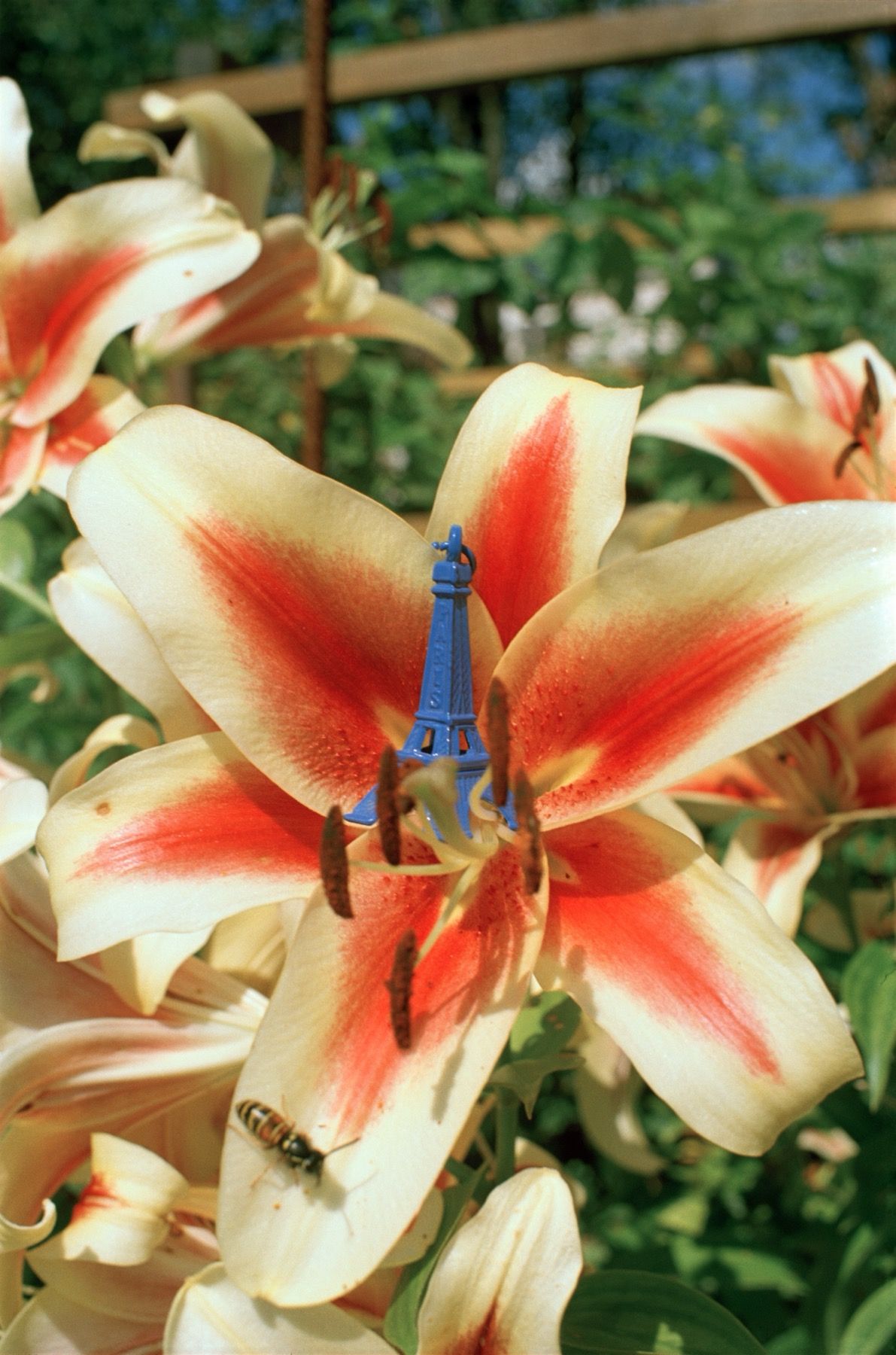 Жанна Татарова (Фотография - 
                  50 x 75 см) Жанна Татарова На память X. 50х75