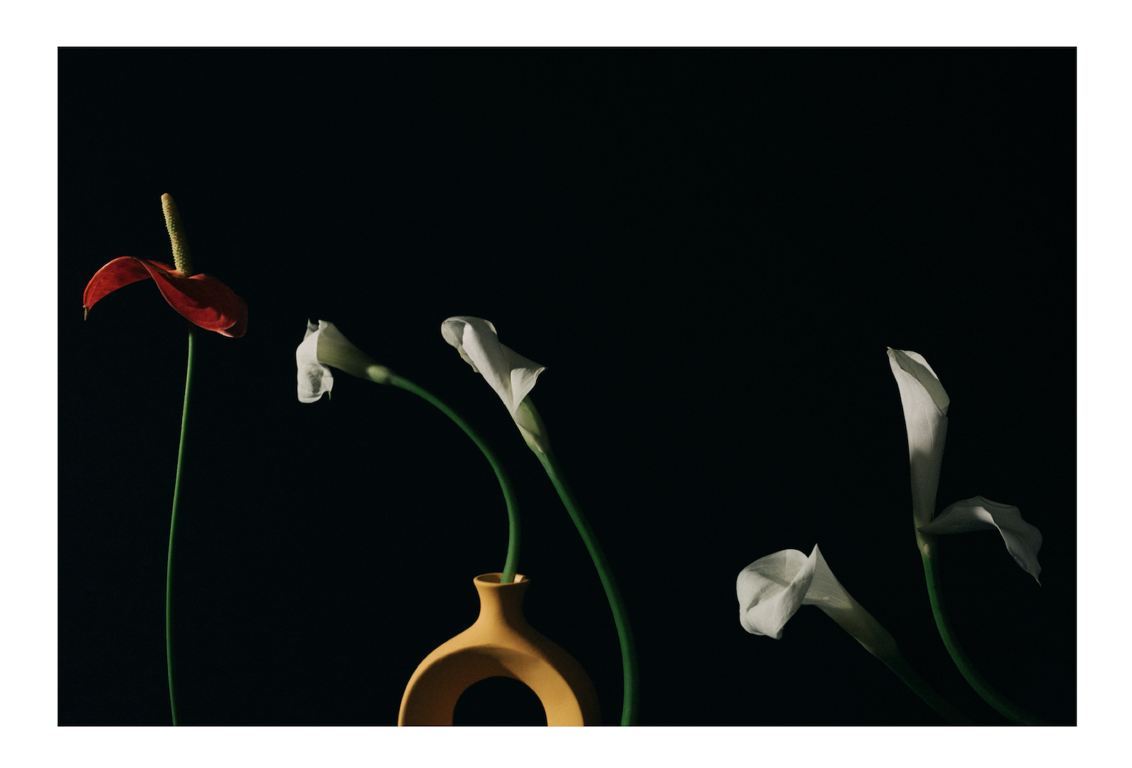 Елена Матвеева (Фотография - 
                  30 x 20 см) Из серии "Цветы Роберта Мэпплторпа"