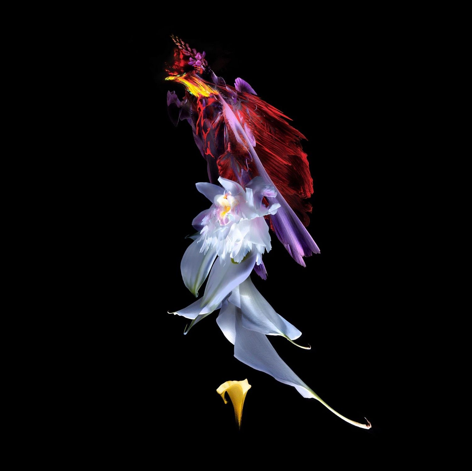 Даниил Макаров (Фотография - 
                  40 x 40 см) Orchid essence