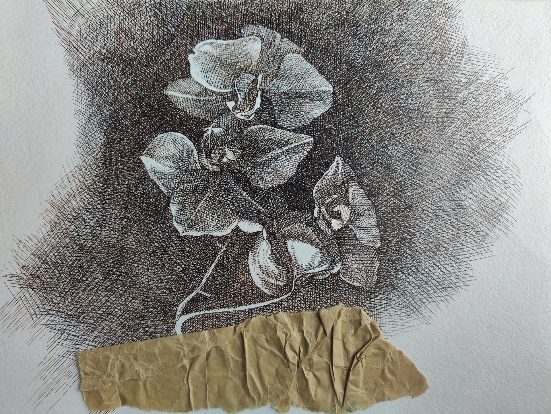 Наталия Рокотова (Авторская графика - 
                  28 x 20 см) Орхидея