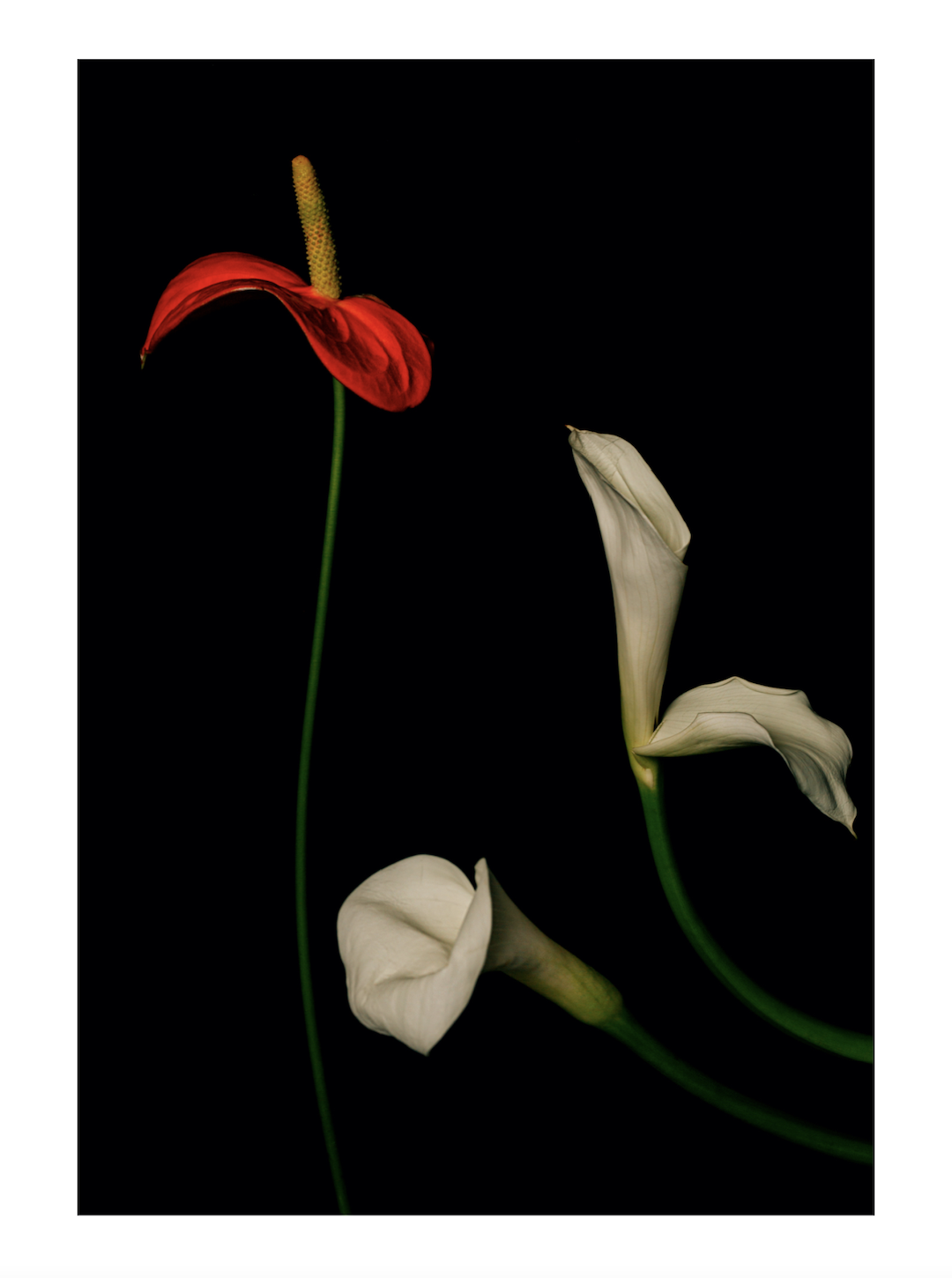 Елена Матвеева (Фотография - 
                  20 x 30 см) Из серии "Цветы Роберта Мэпплторпа"