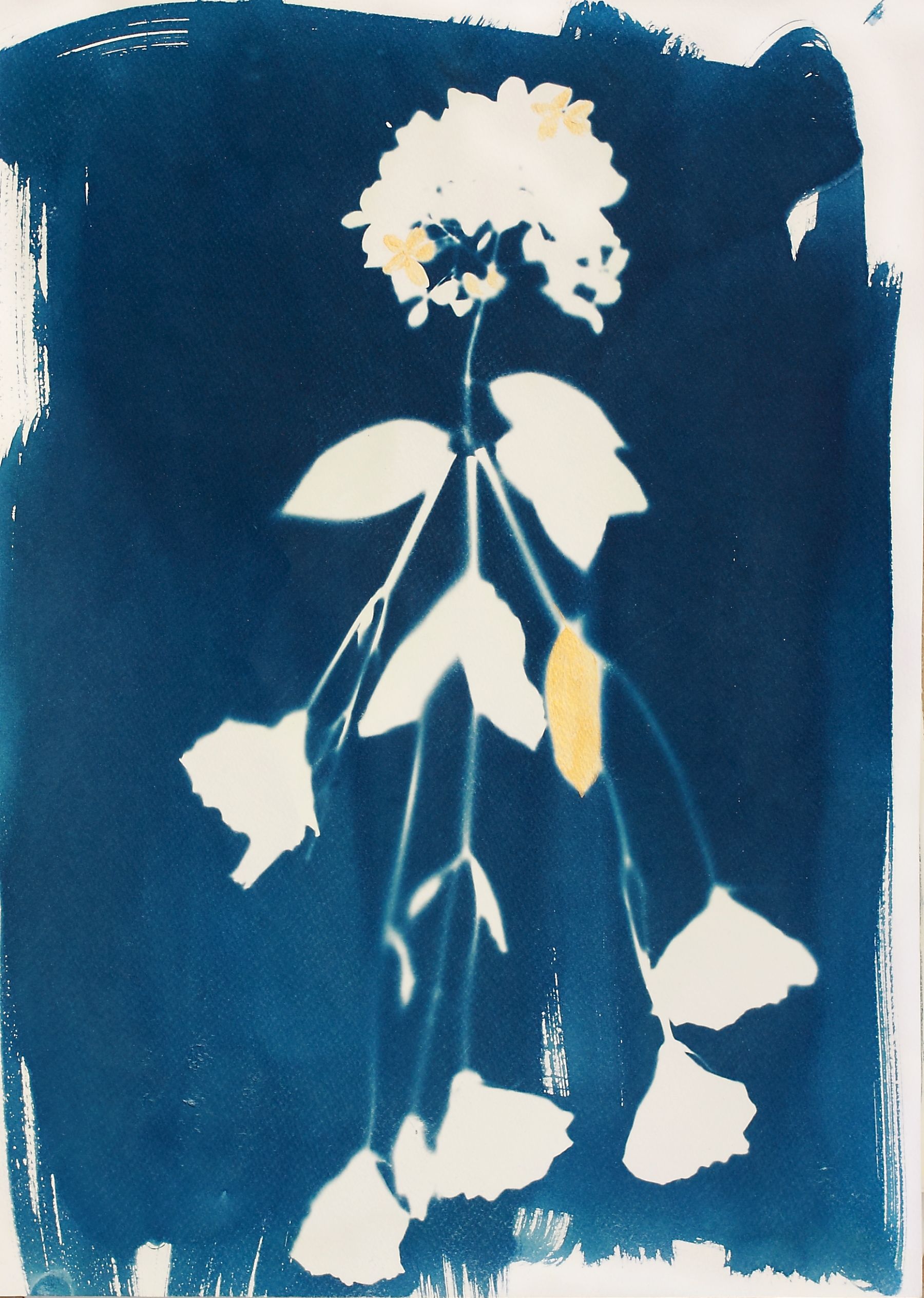 Дарья Парий (Авторская графика - 
                  29.7 x 41 см) Гортензия Firmum