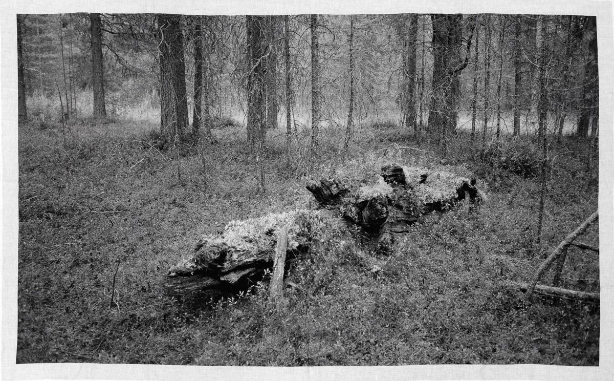 Устина Яковлева (Объект - 
                  189 x 120 см) Северный лес