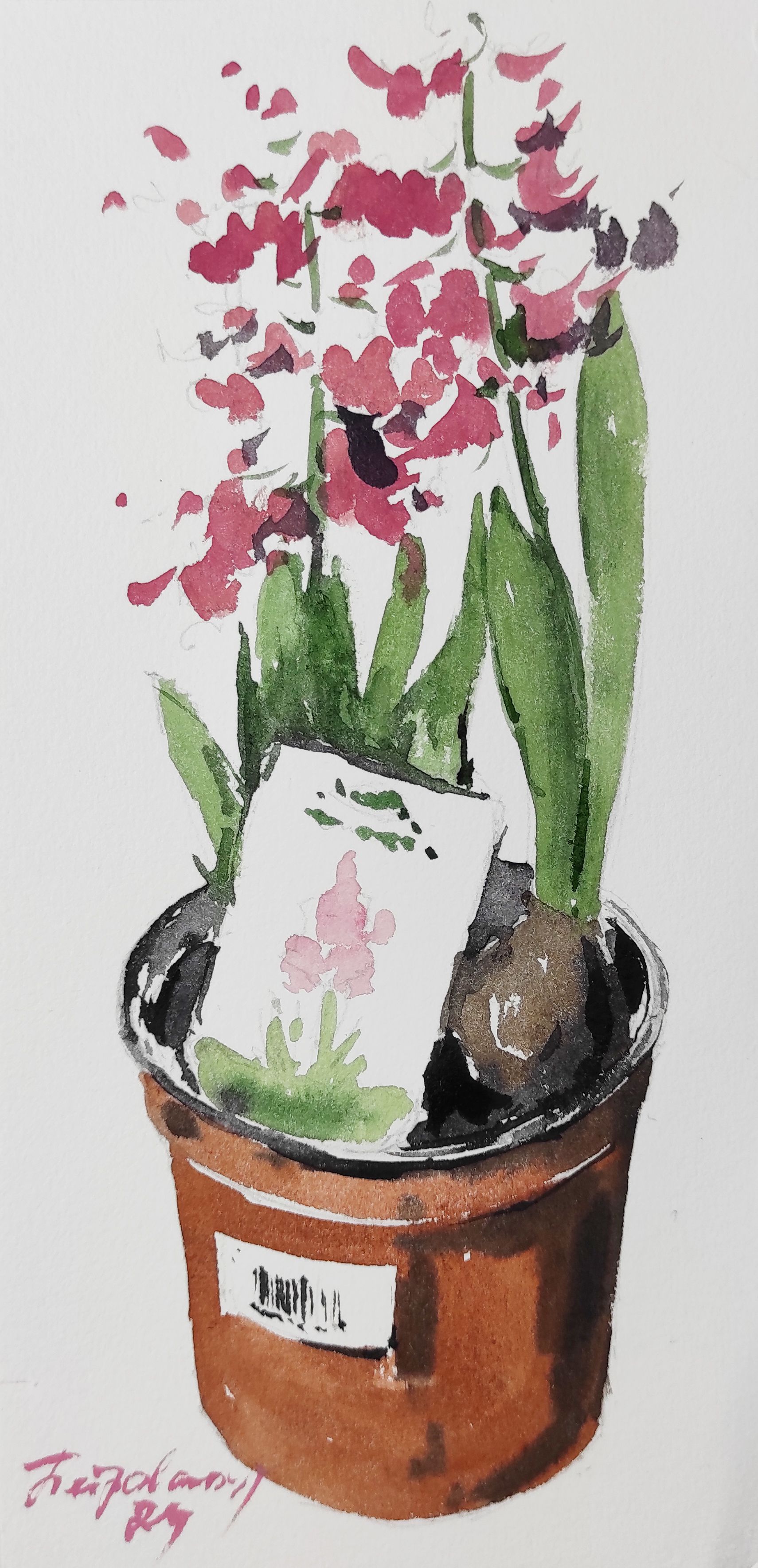 Ирина Петровская (Авторская графика - 
                  13 x 26 см) Этюд с гиацинтами