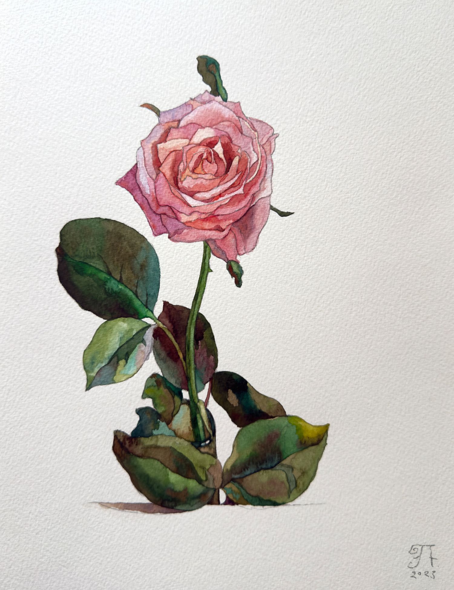 Петр Захаров (Авторская графика - 
                  20 x 30 см) Роза