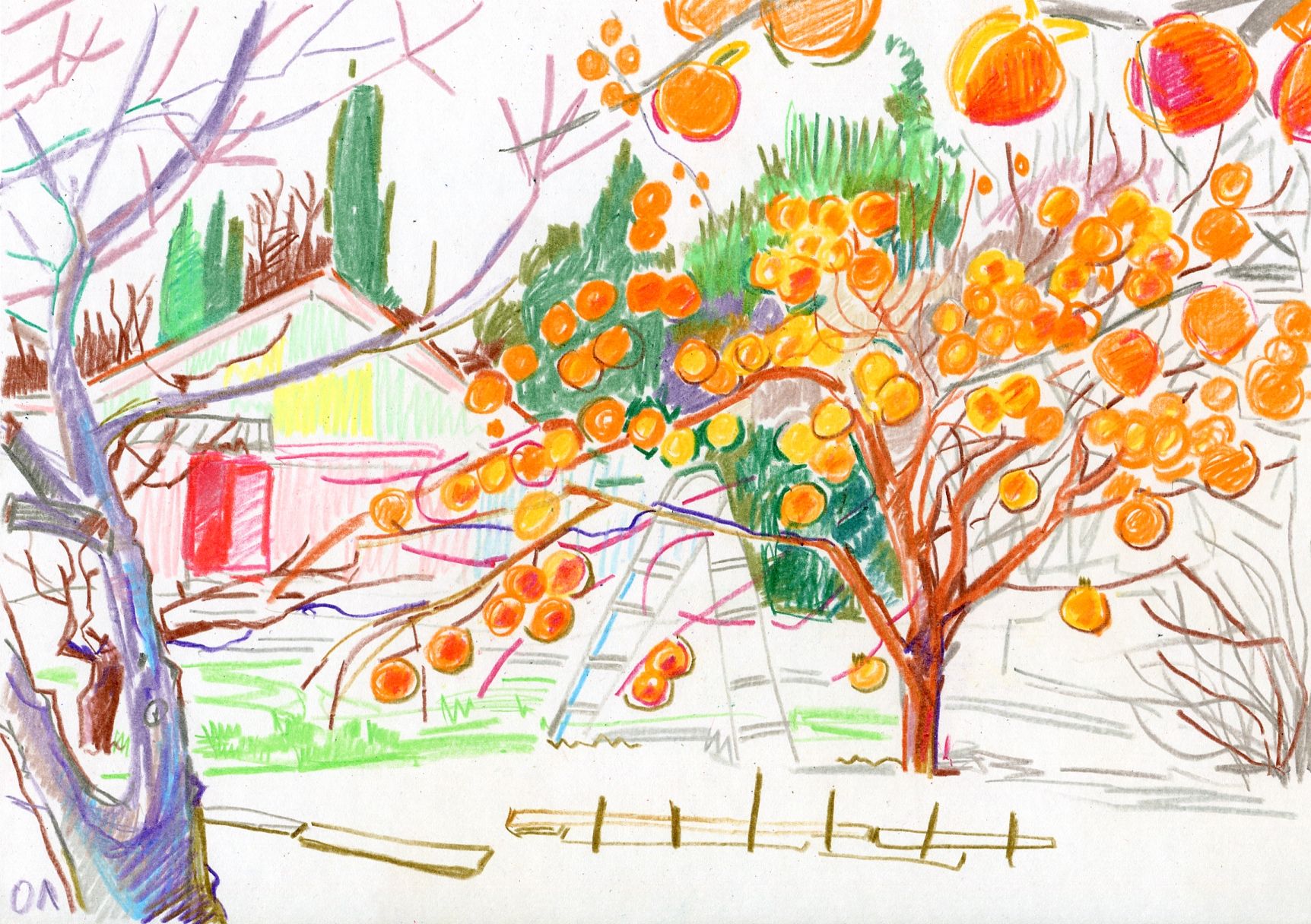 Олеся Лишаева (Авторская графика - 
                  30 x 21 см) Хурма