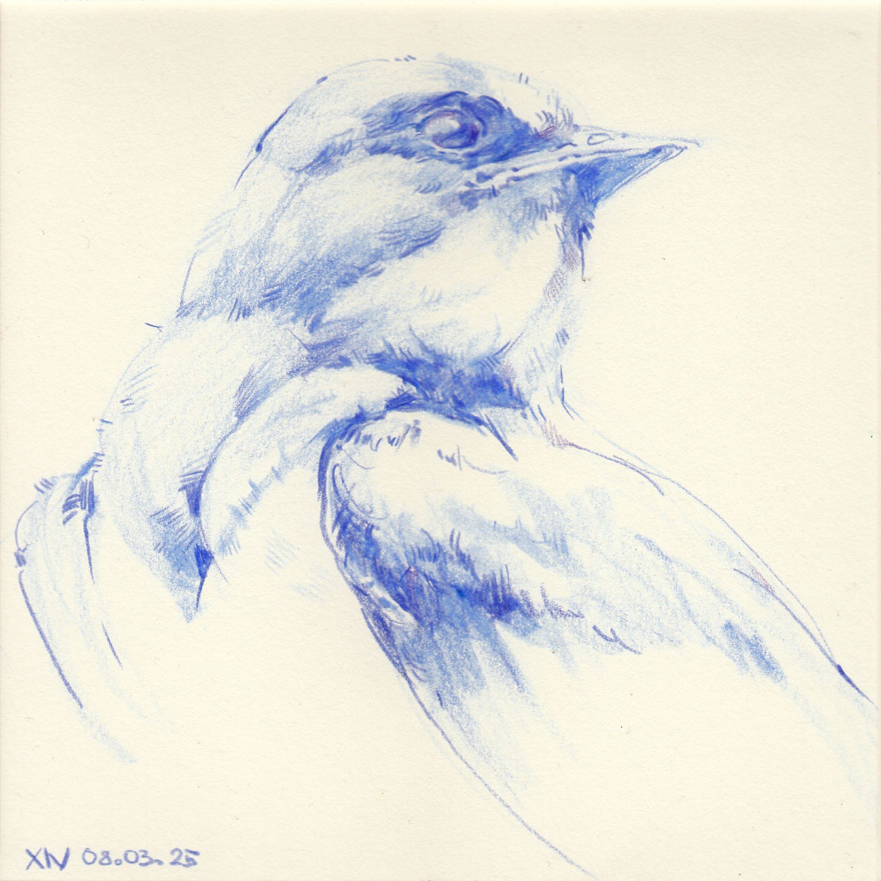 Ксения Наймушина (Авторская графика - 
                  20 x 20 см) Swallow 1