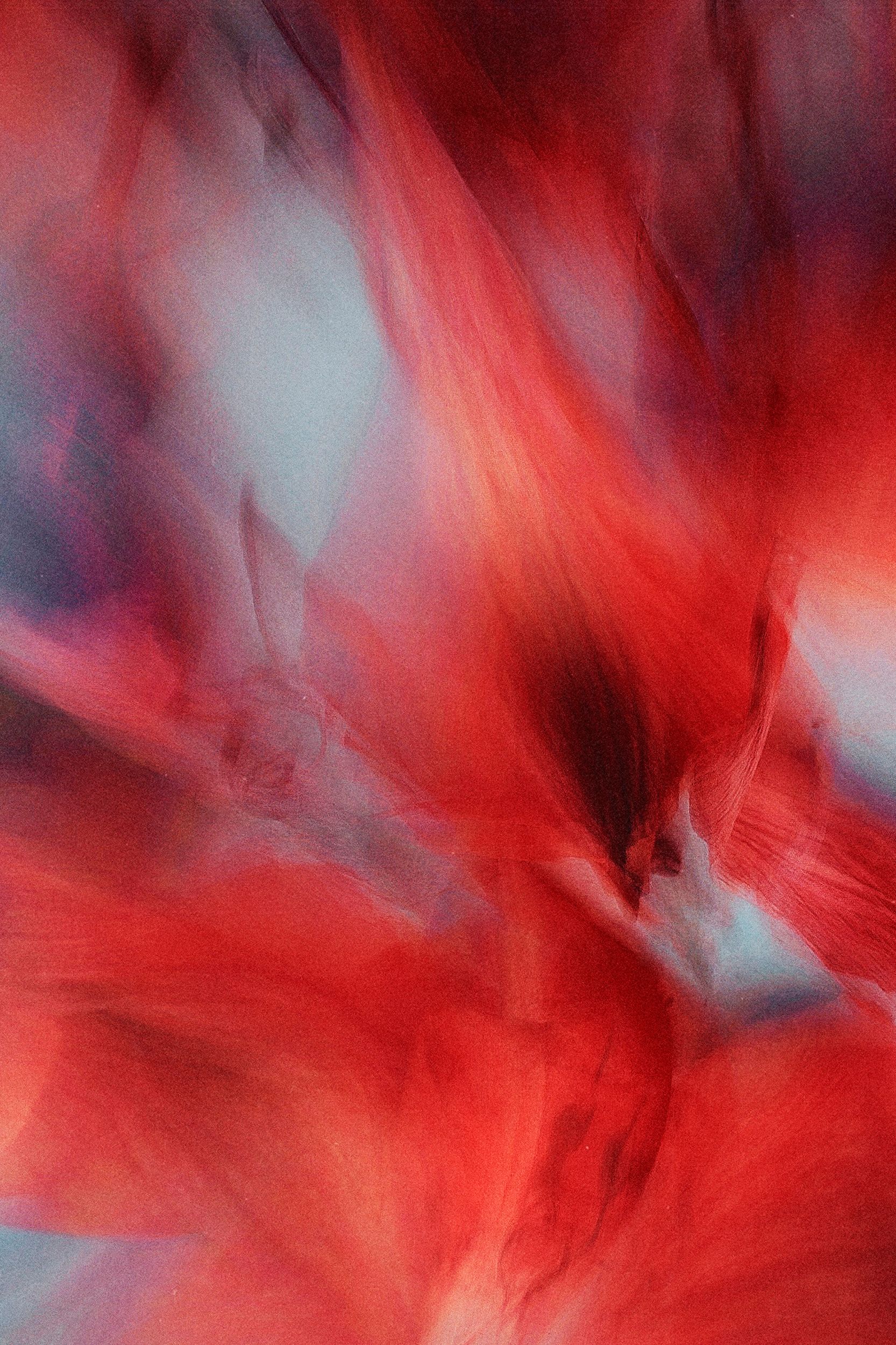 Ольга Ширяева (Фотография - 
                  40 x 60 см) Альстромерия №3