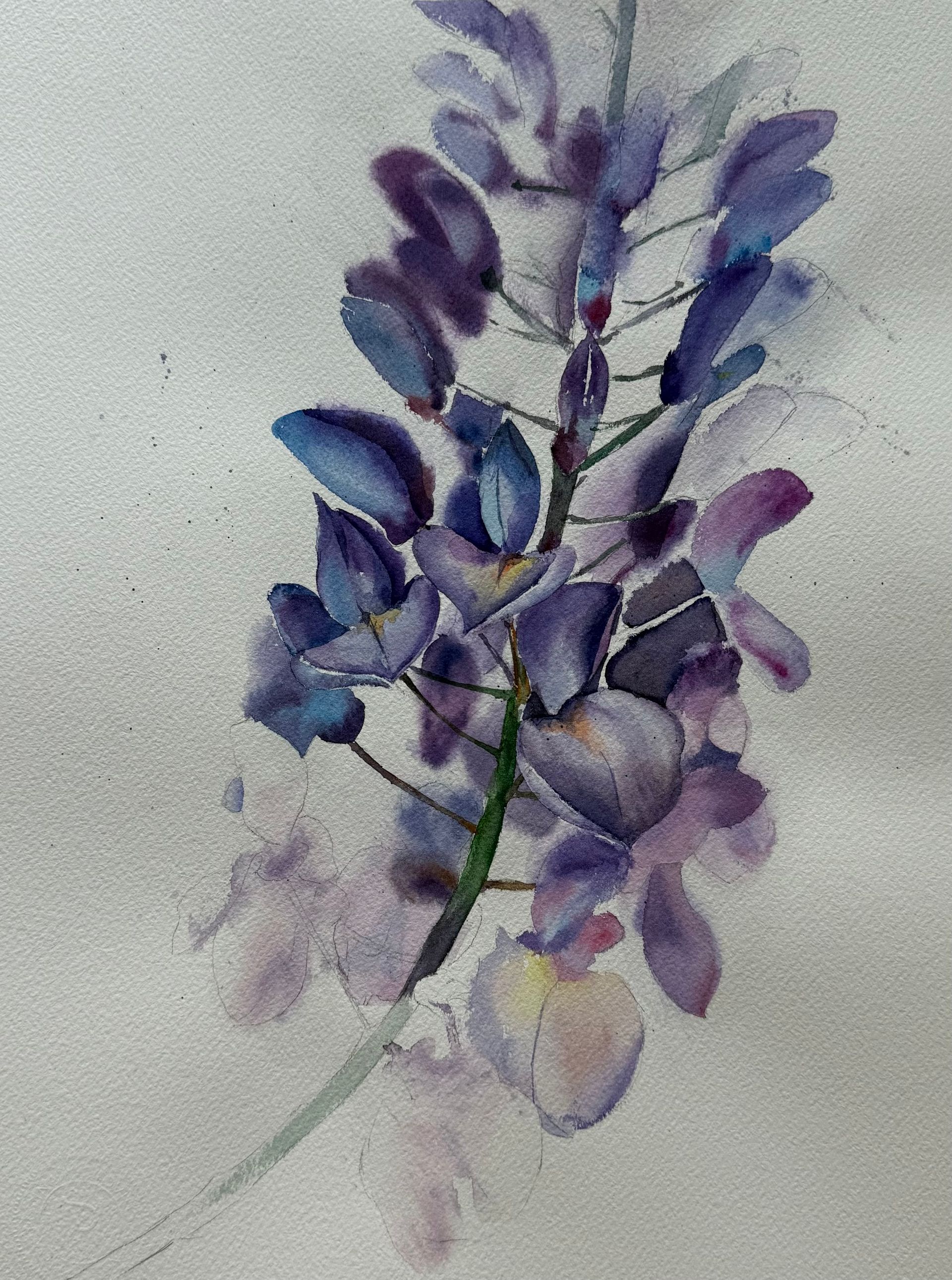 Полина Мотовилова (Авторская графика - 
                  28 x 38 см) Ботаника. Фиолетовые цветы