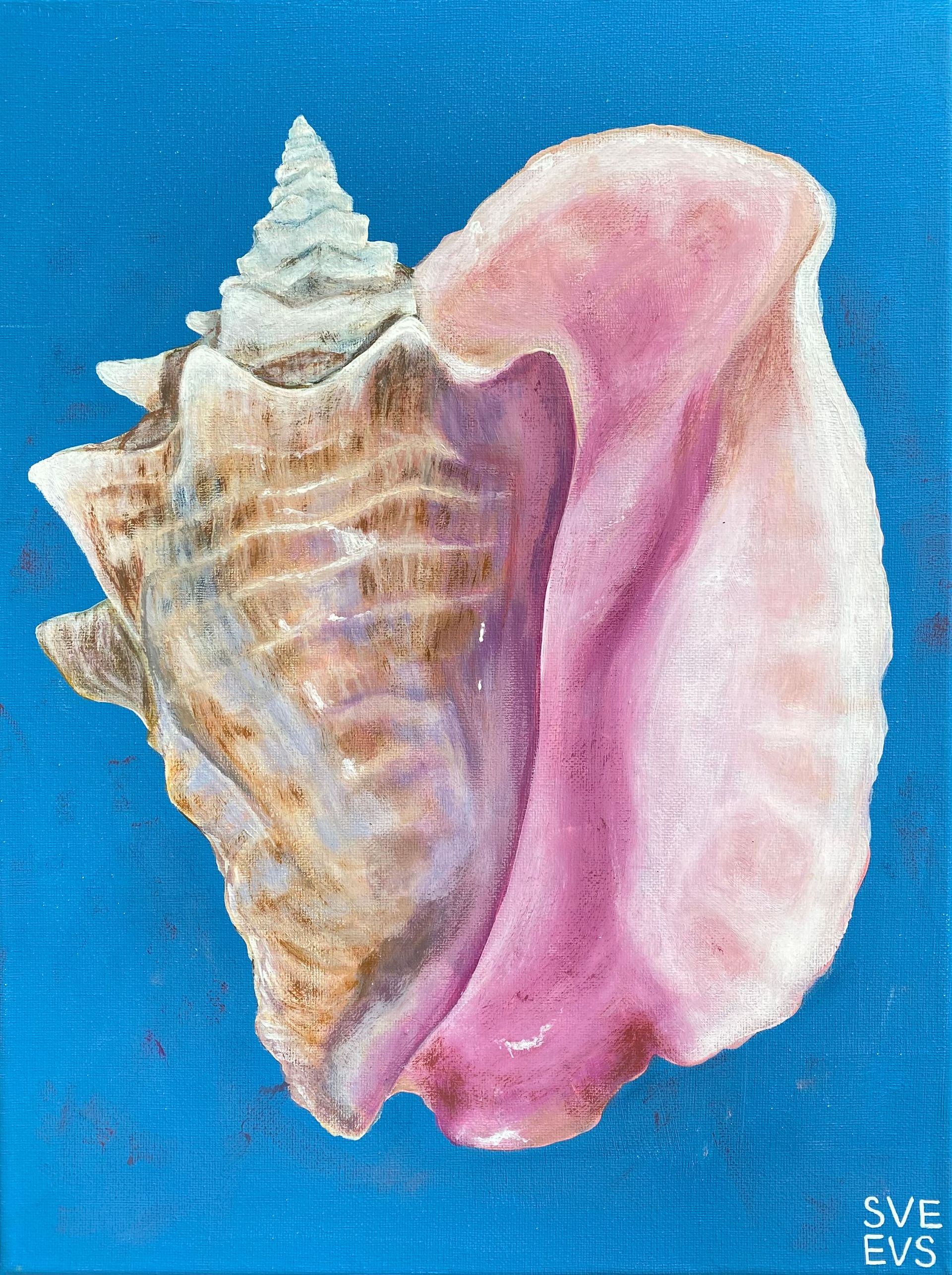 Светлана Евсеева (Картина, живопись - 
                  30 x 40 см) Ракушка