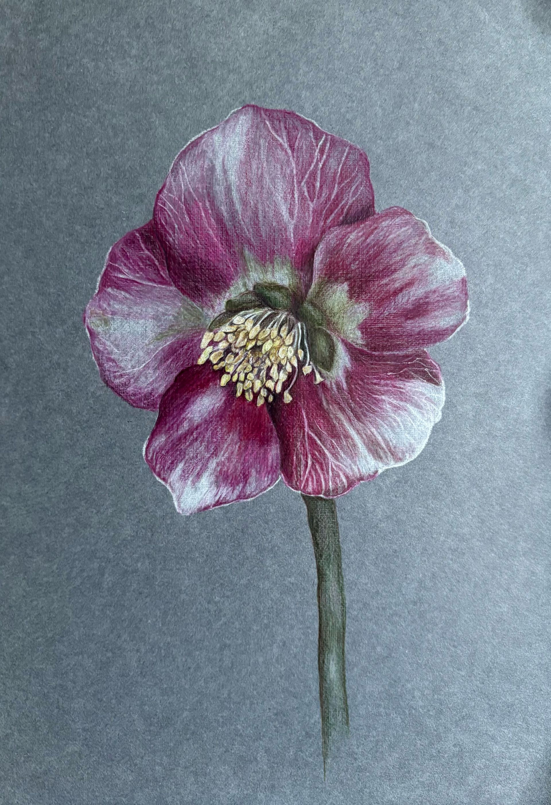 Лика Николаенко (Авторская графика - 
                  18 x 27 см) Хеллебор