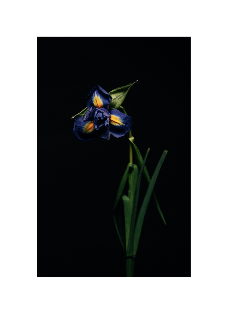 Елена Матвеева (Фотография - 
                  20 x 30 см) Из серии "Цветы Роберта Мэпплторпа"