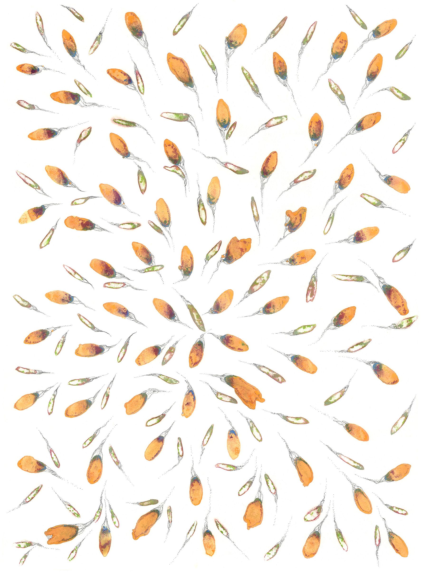Ася Багаева (Авторская графика - 
                  55 x 75 см) Побеги (Sprouts)
