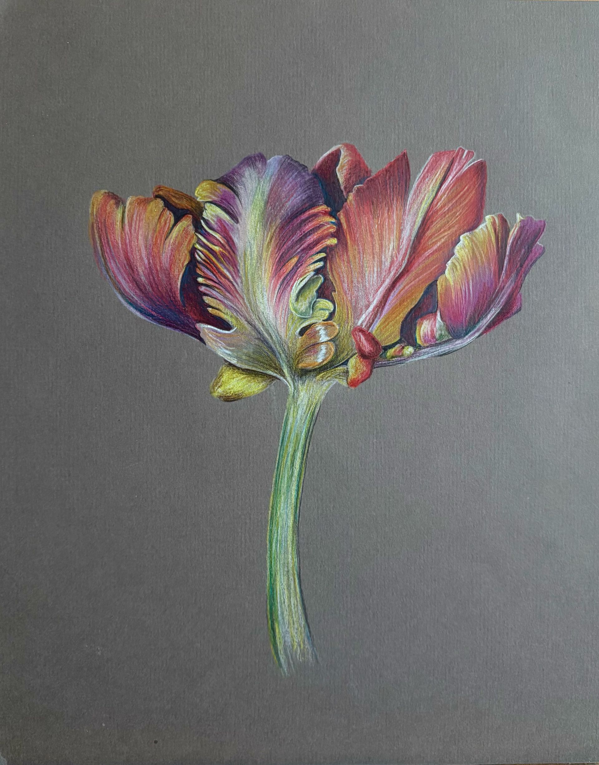 Лика Николаенко (Авторская графика - 
                  21 x 26 см) Тюльпан