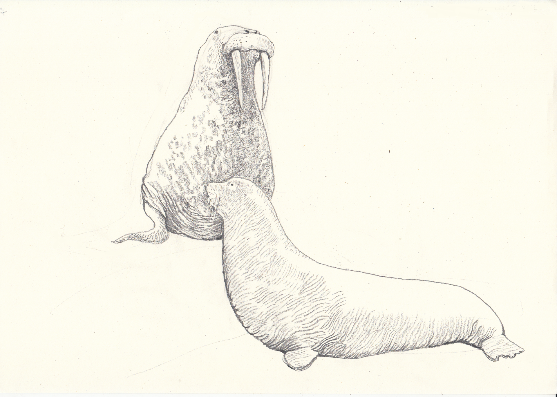 Елизавета Тарасова (Авторская графика - 
                  29.7 x 21 см) Тюлени на отдыхе