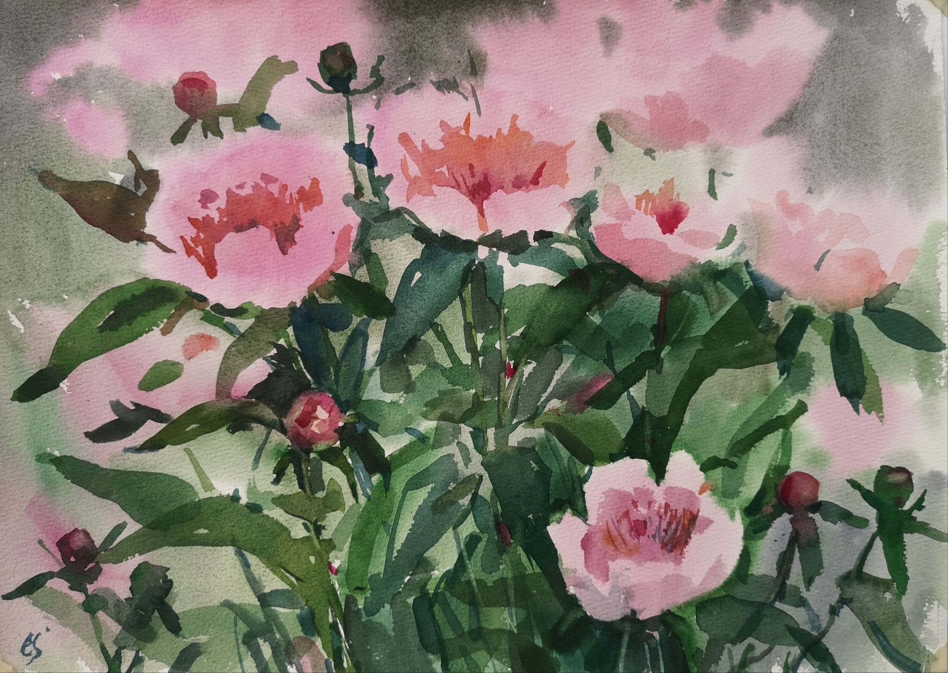 Елена Санина (Авторская графика - 
                  38 x 27 см) Летнее утро. Пионы