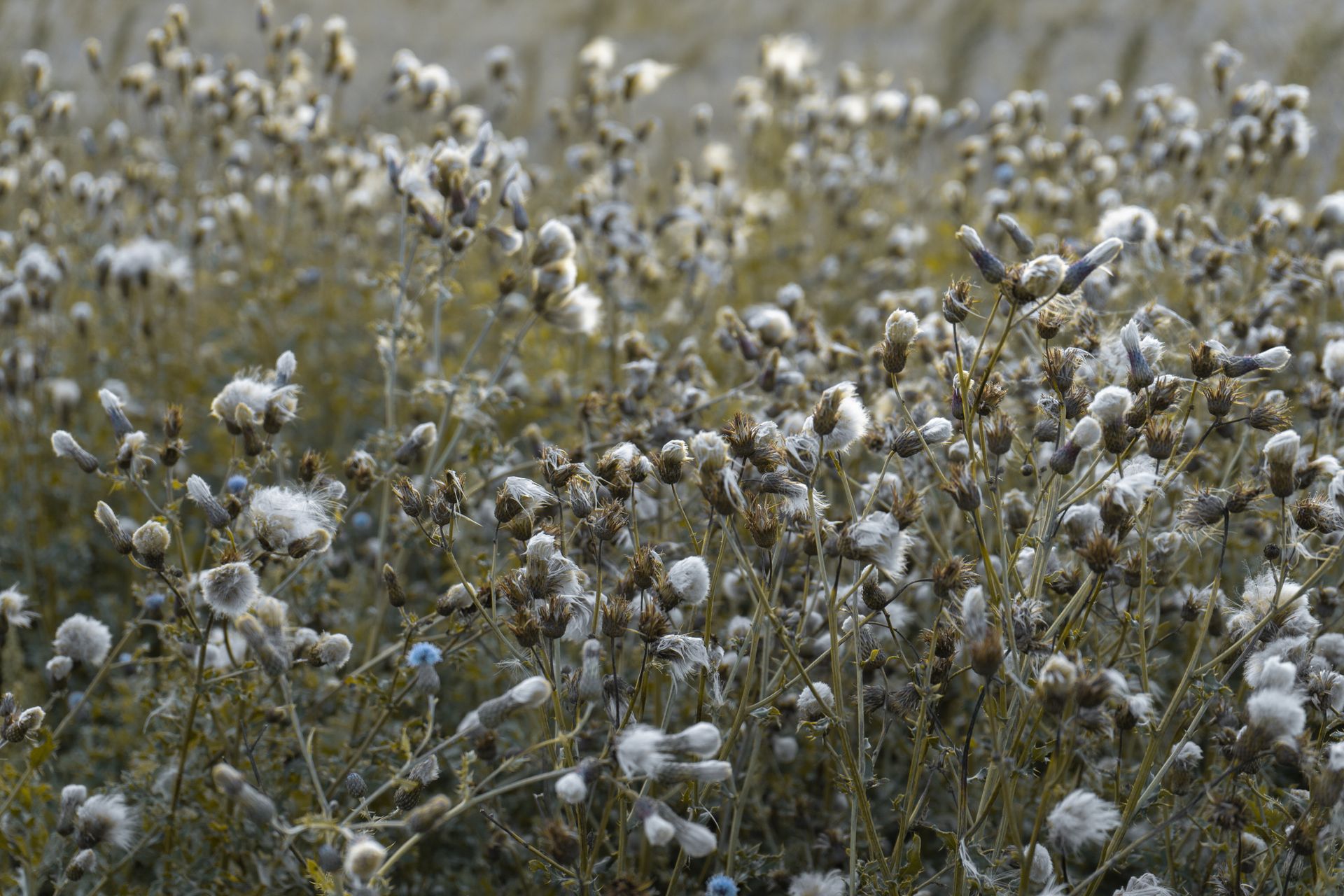 Валентина Кулешова (Фотография - 
                  96 x 66 см) The field