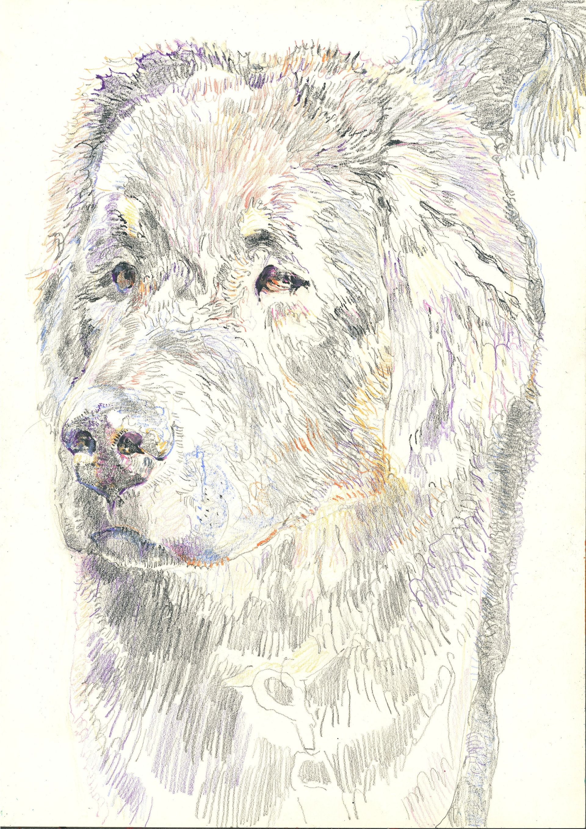 Саша Медведева (Авторская графика - 
                  30 x 42 см) Пёс