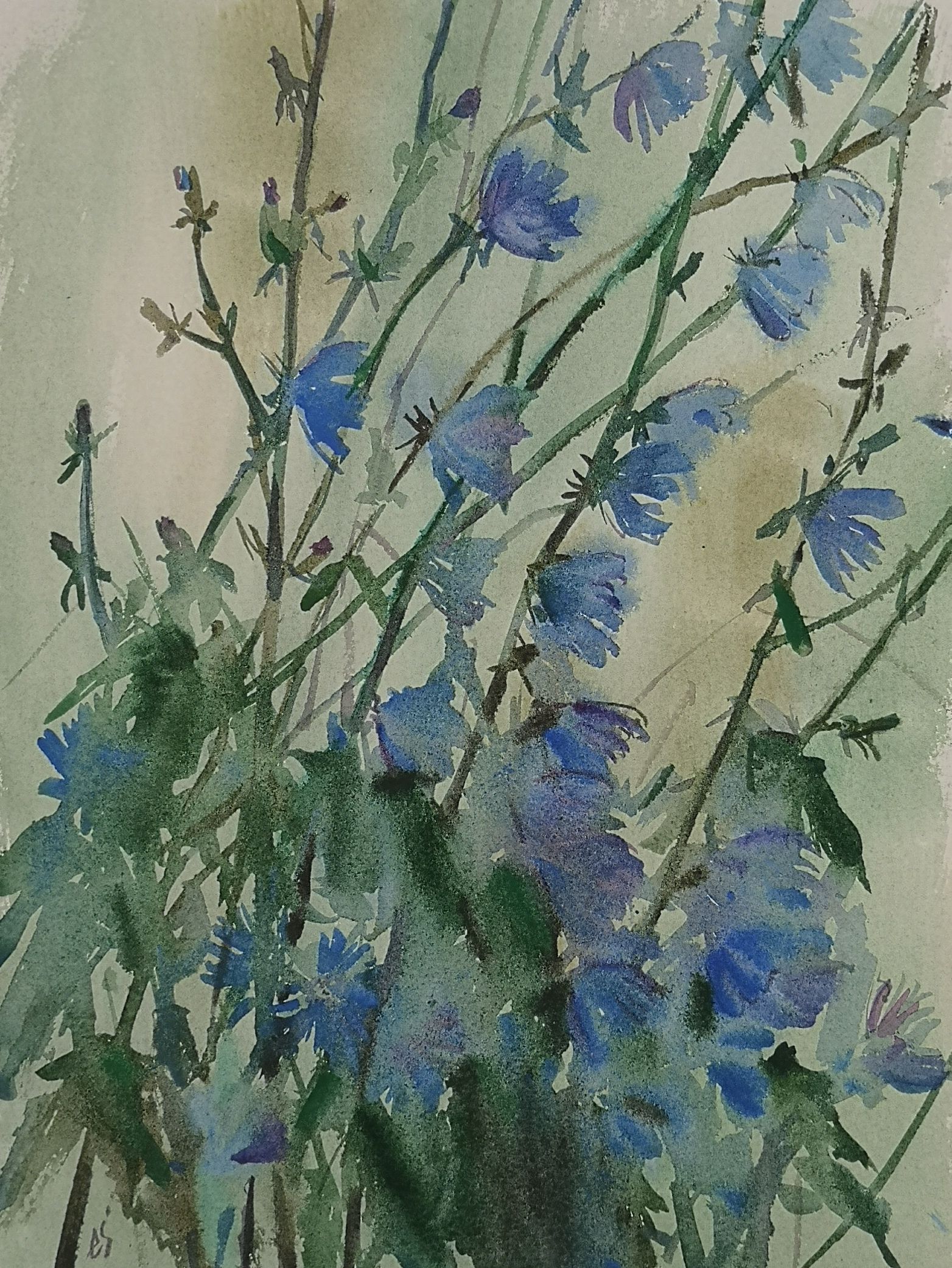 Елена Санина (Авторская графика - 
                  28 x 37 см) Дождь. Цикорий